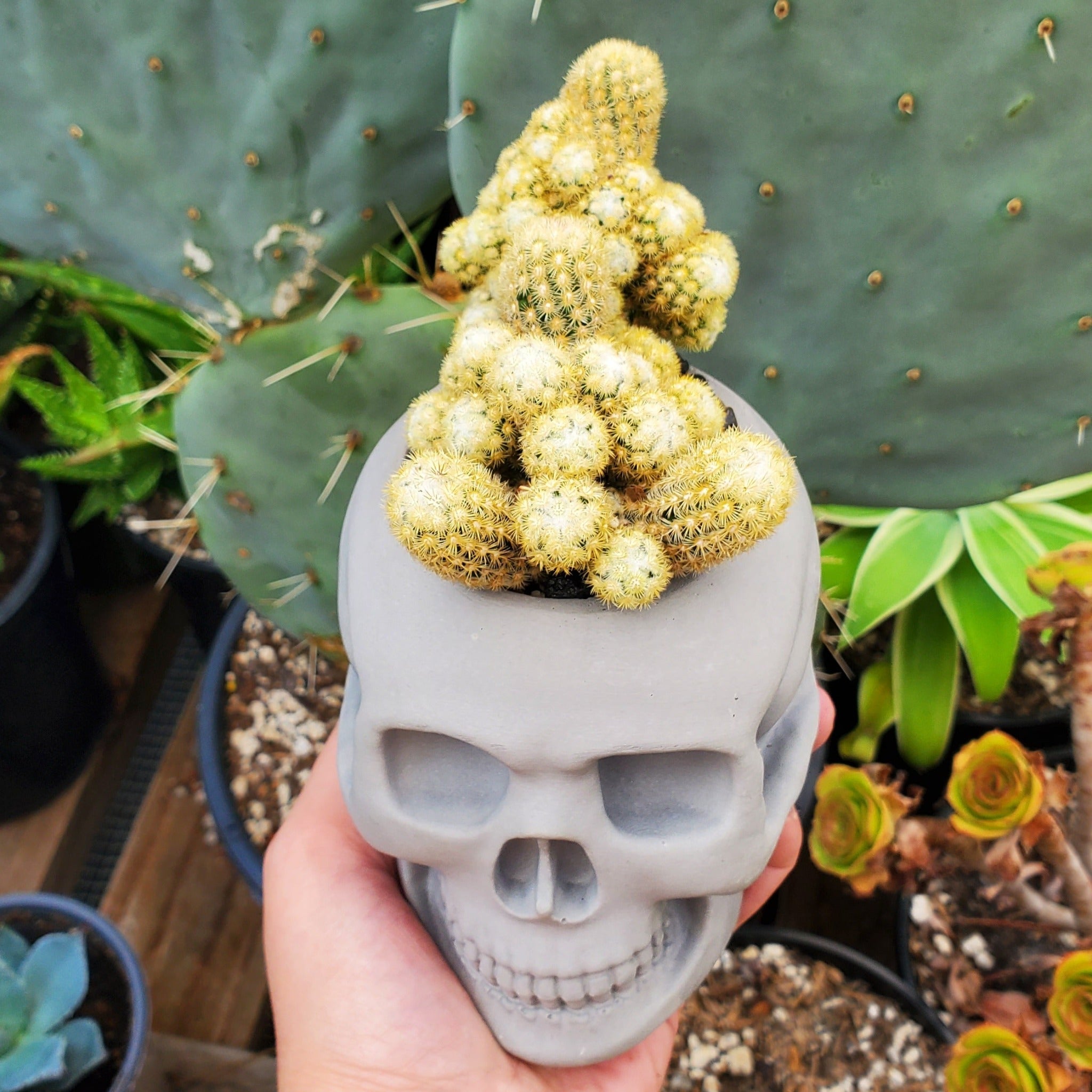 prickly pear cactus skeleton for sale Mammillaria Elongata Cactus Skull Arrangement