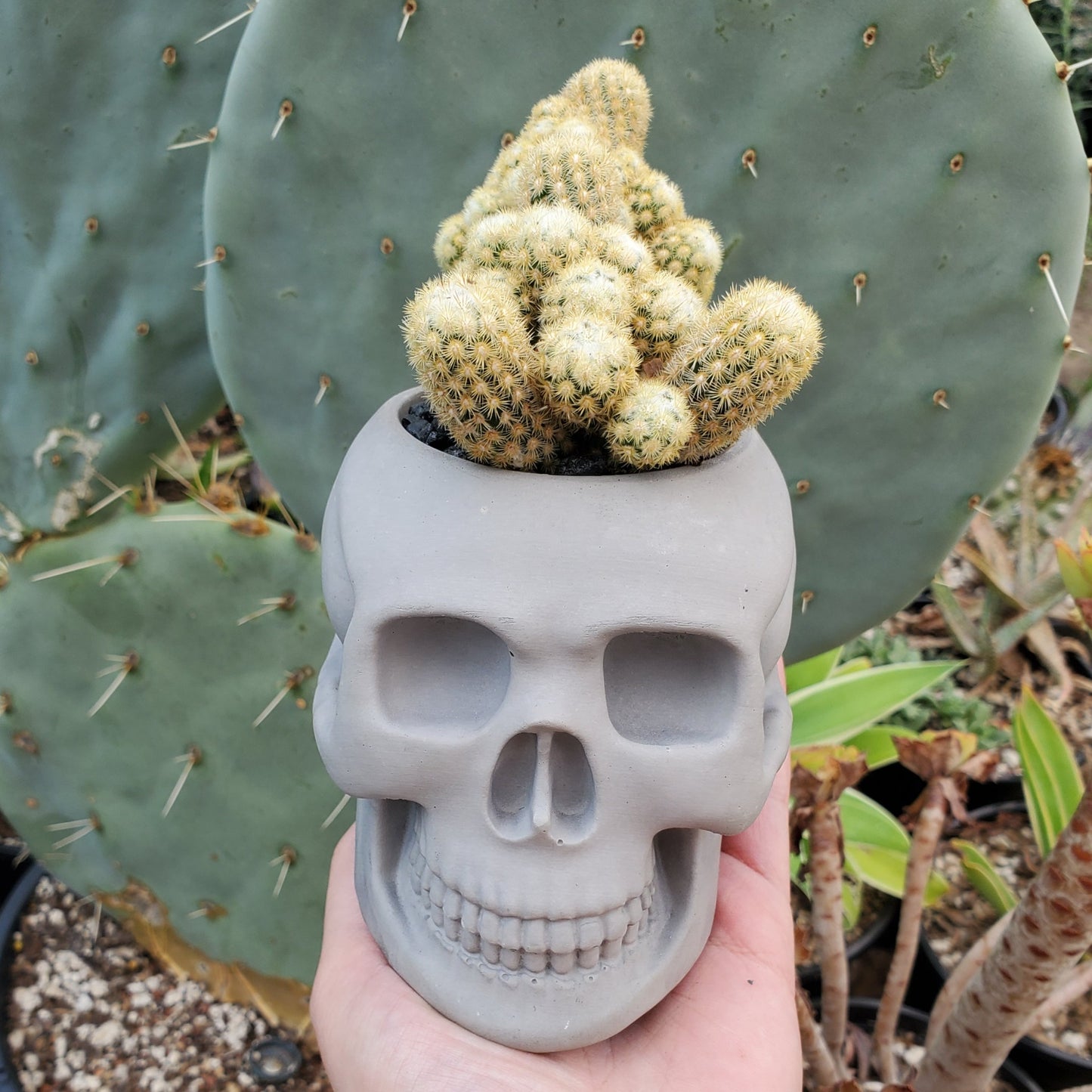 Mammillaria Elongata Cactus Skull Arrangement
