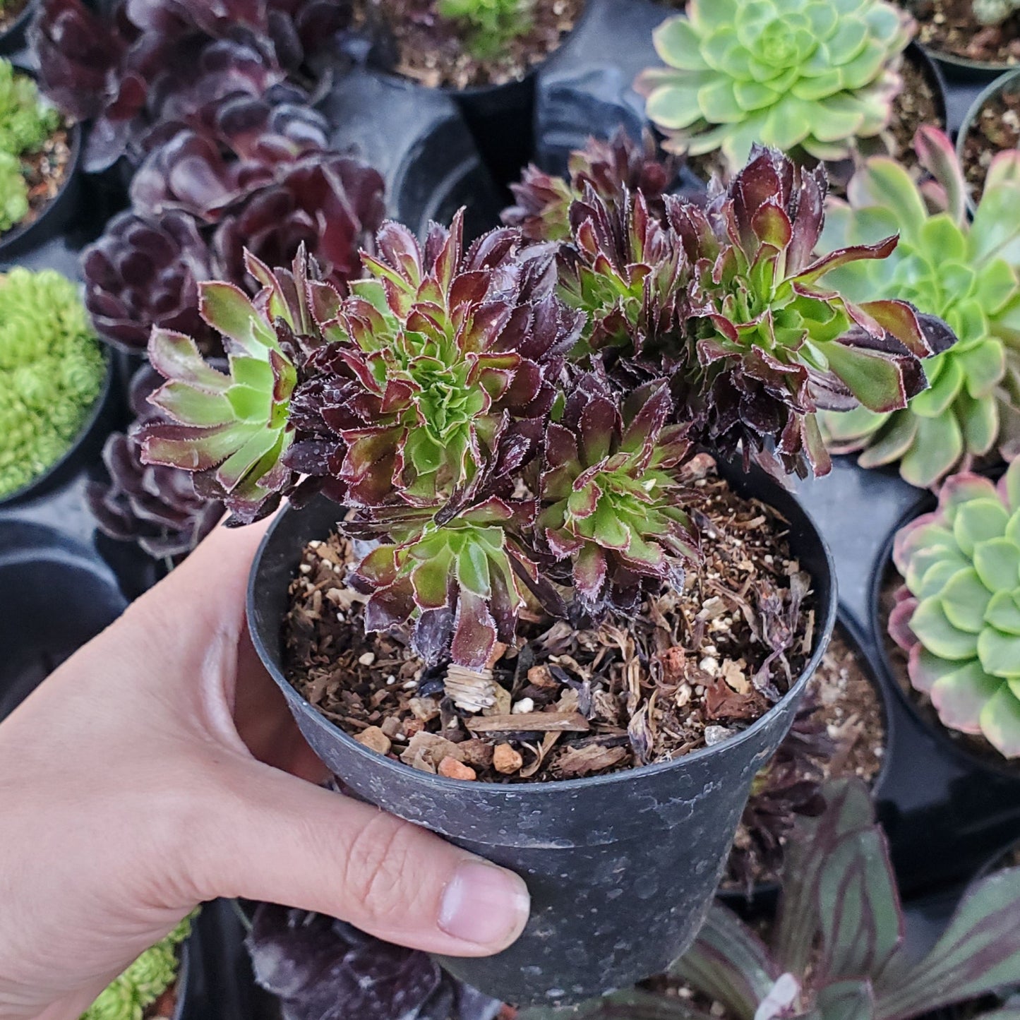 Aeonium arboreum 'Zwartkop' Crest