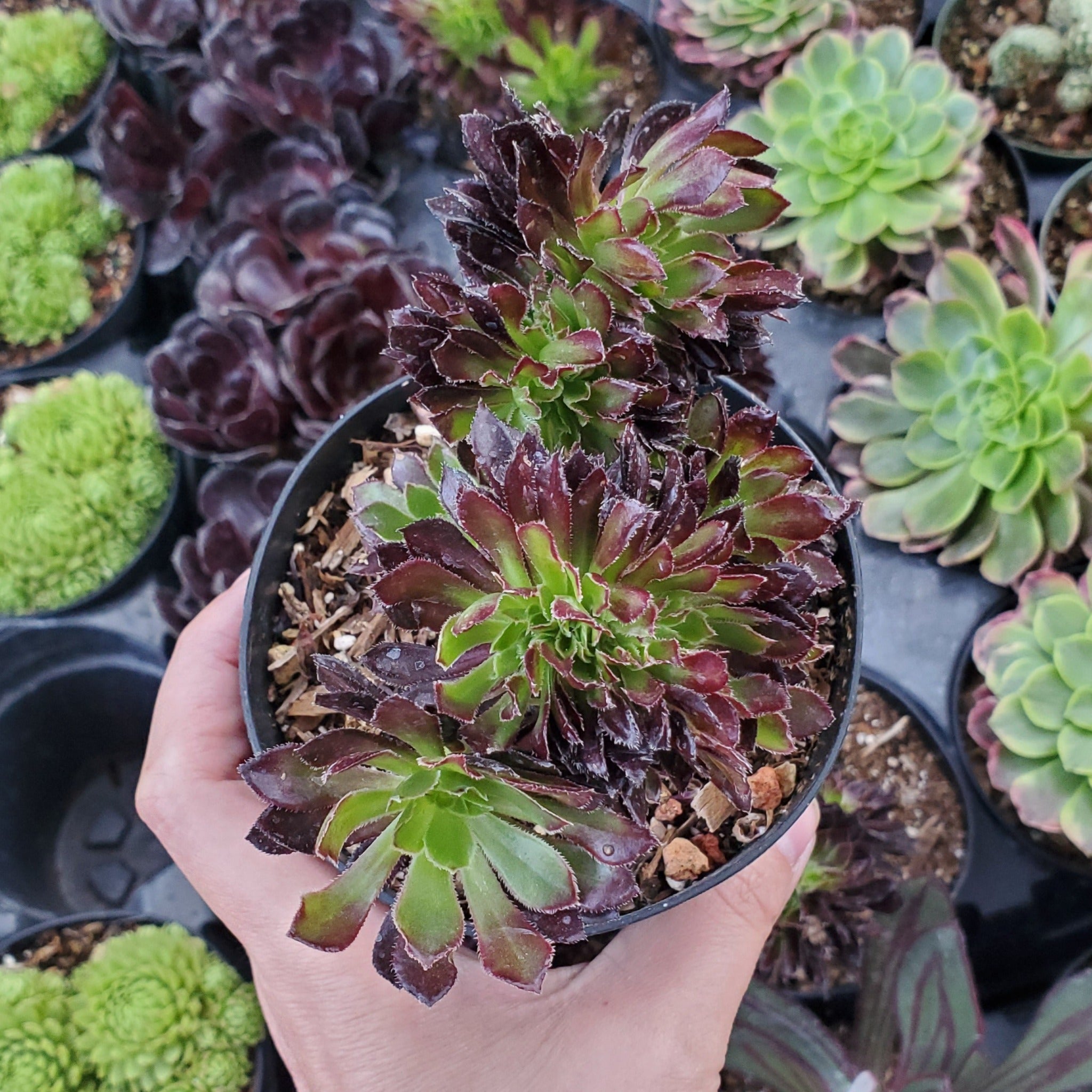 aeonium zwartkop succulent Aeonium arboreum 'Zwartkop' Crest