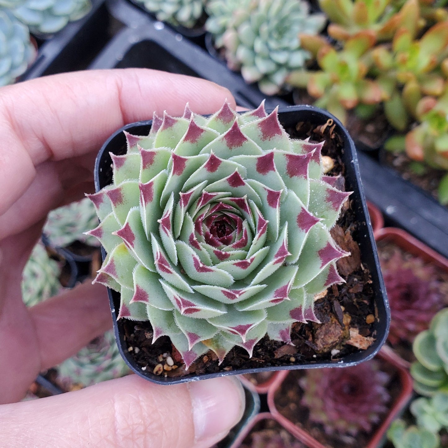 Sempervivum calcareum