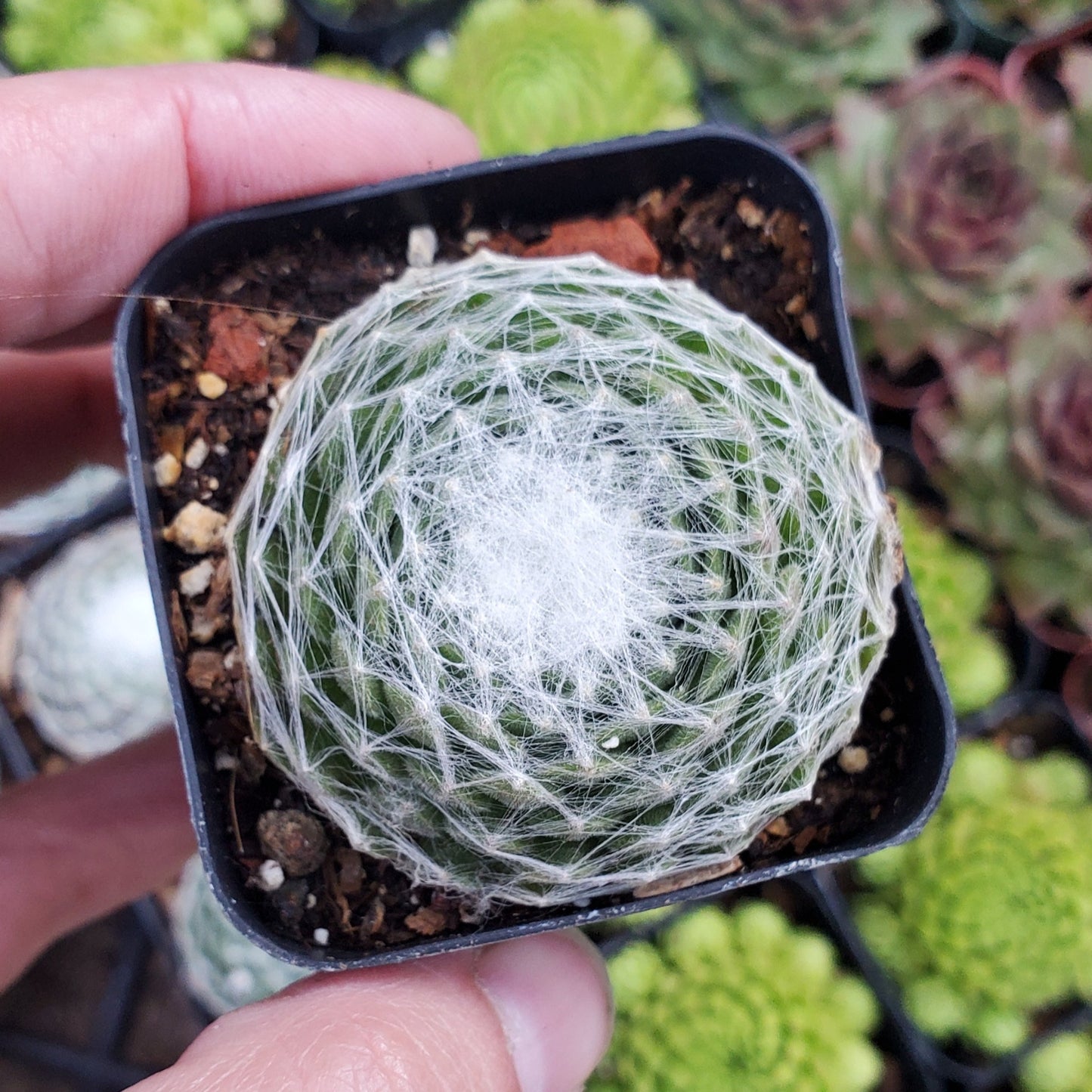 Sempervivum arachnoideum 'Cabenese'