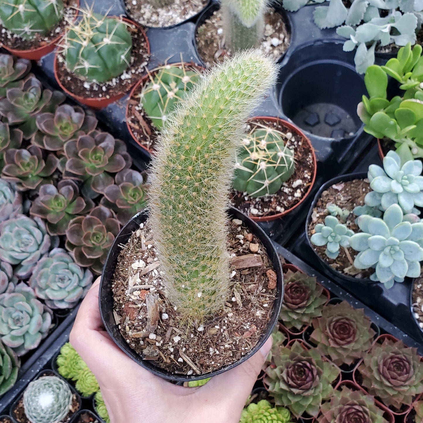 Cleistocactus winteri subsp. colademononis 'Monkey's Tail Cactus'