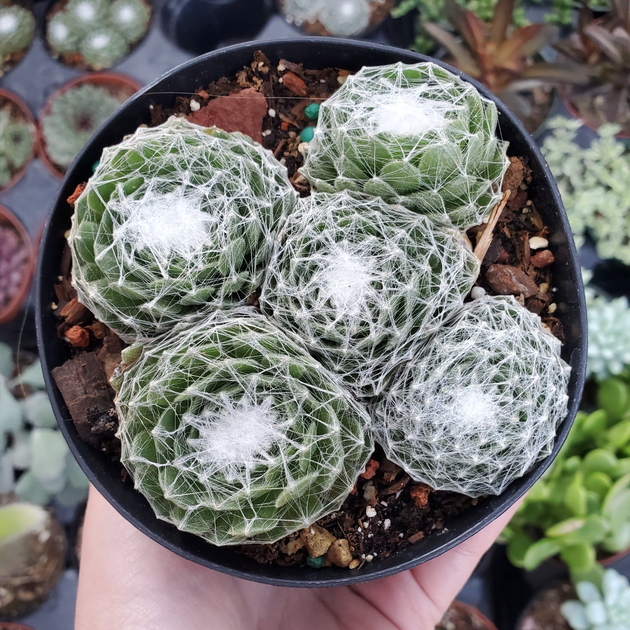 cebenese succulent Sempervivum arachnoideum 'Cabenese'