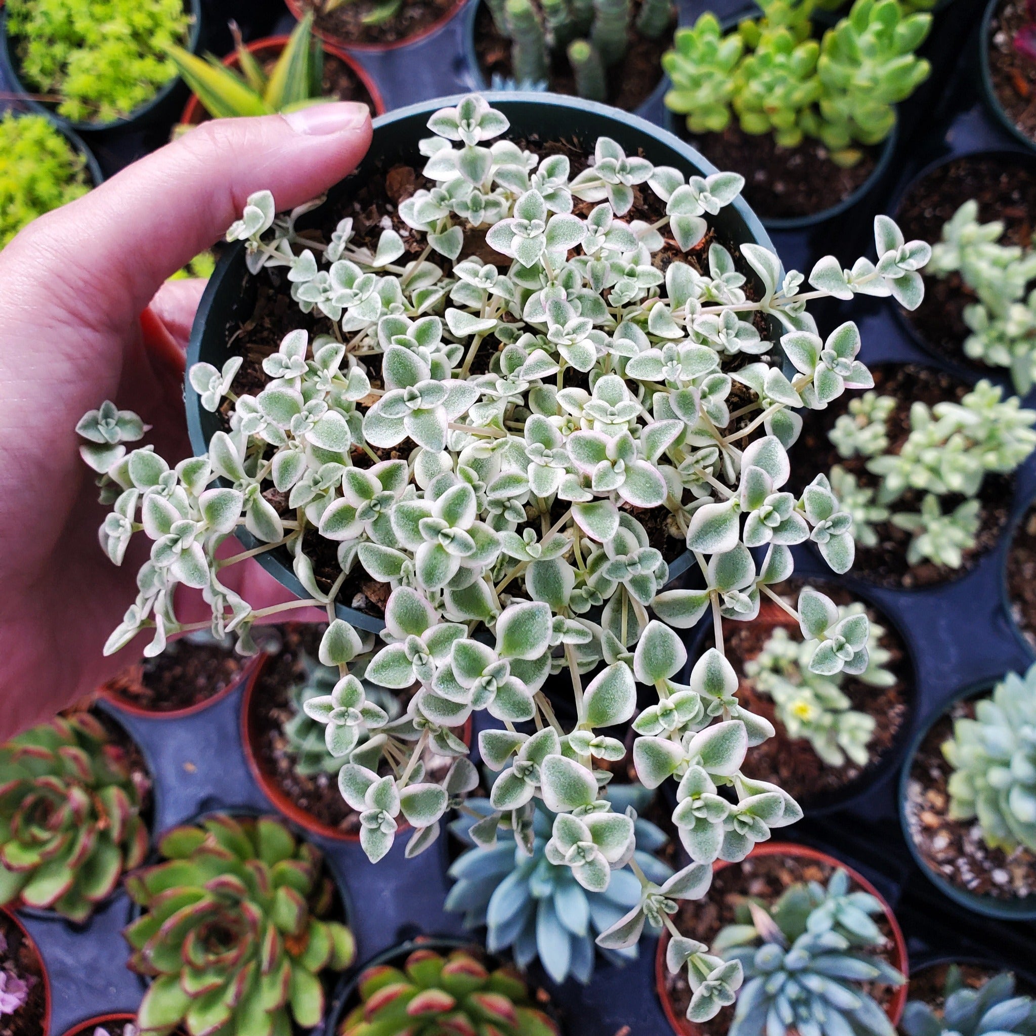 little missy succulent Crassula 'Little Missy'