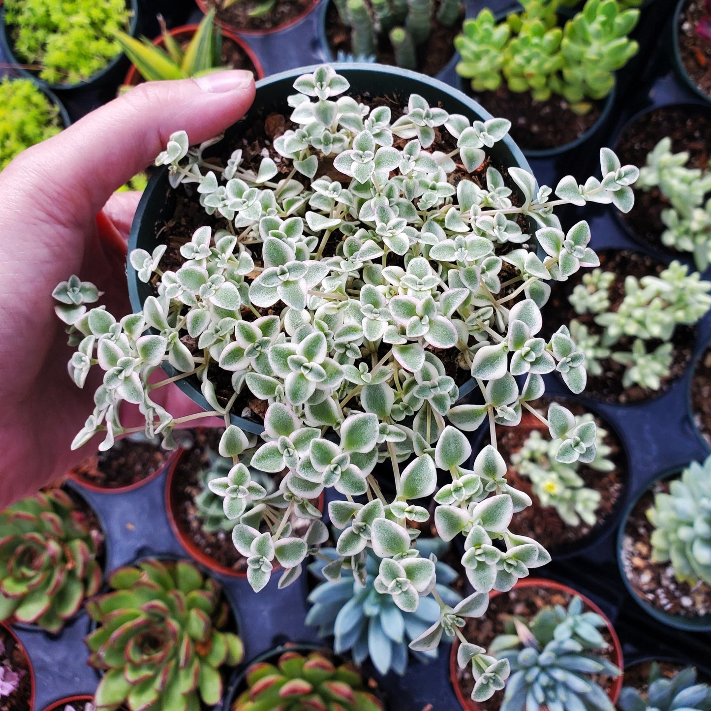 Crassula 'Little Missy'