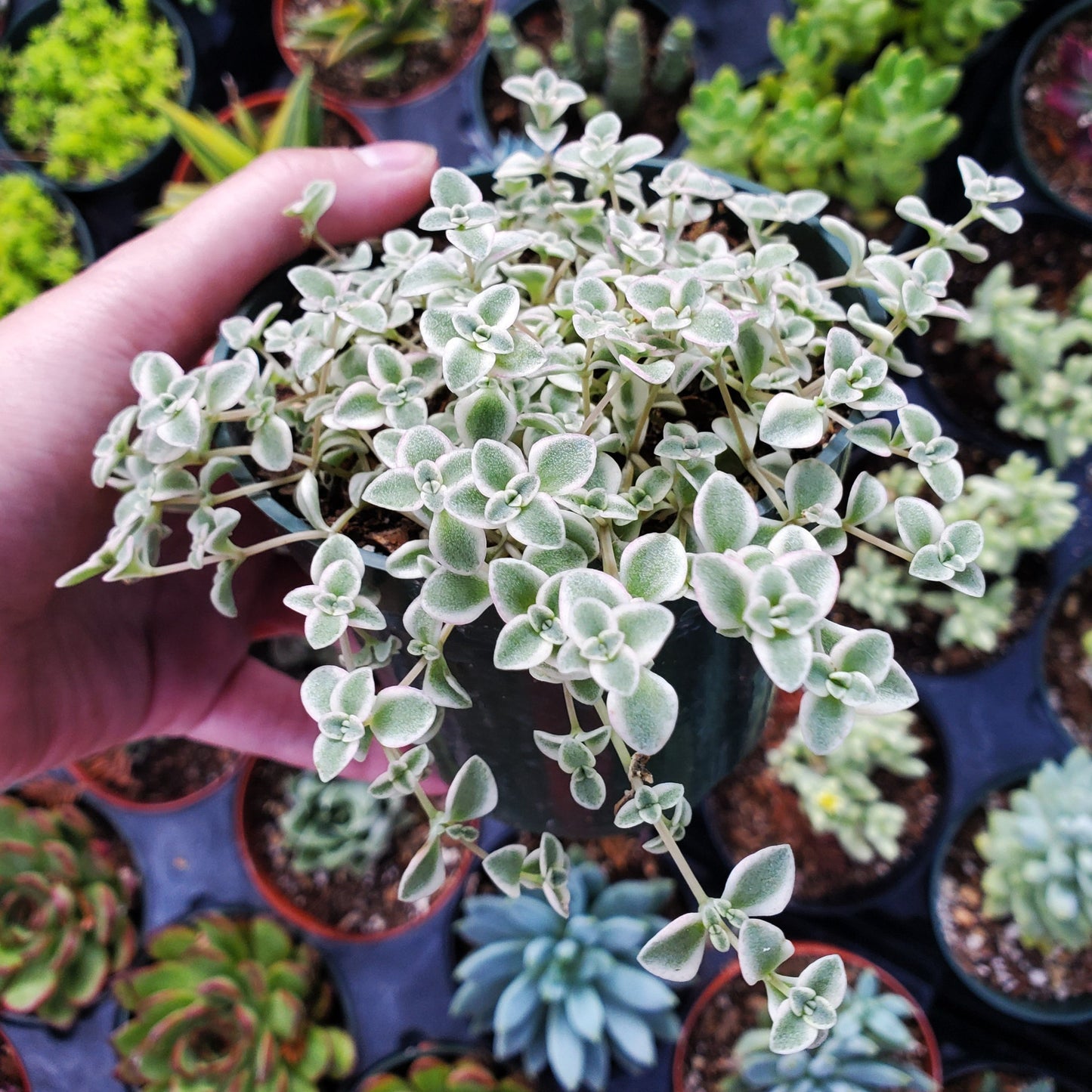 Crassula 'Little Missy'