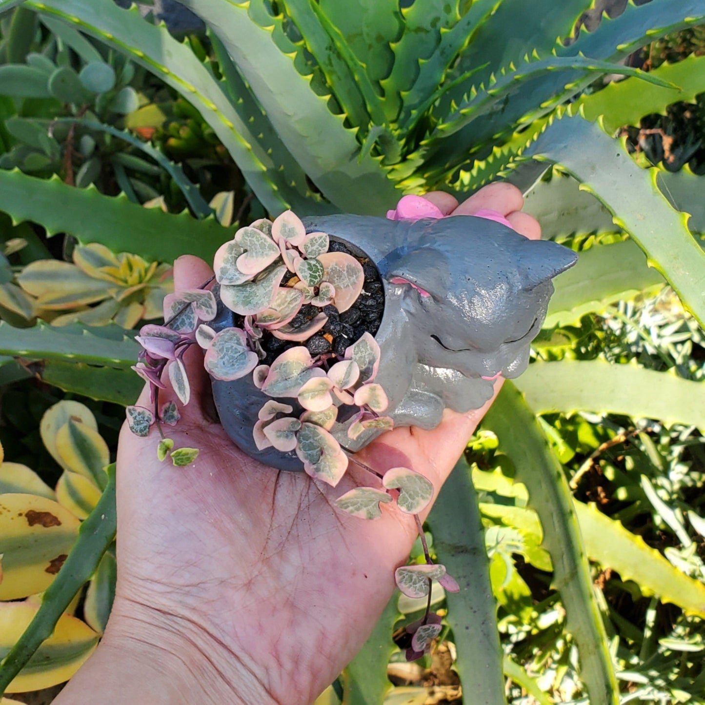 'Variegated String of Hearts' Succulent Kitten Arrangement