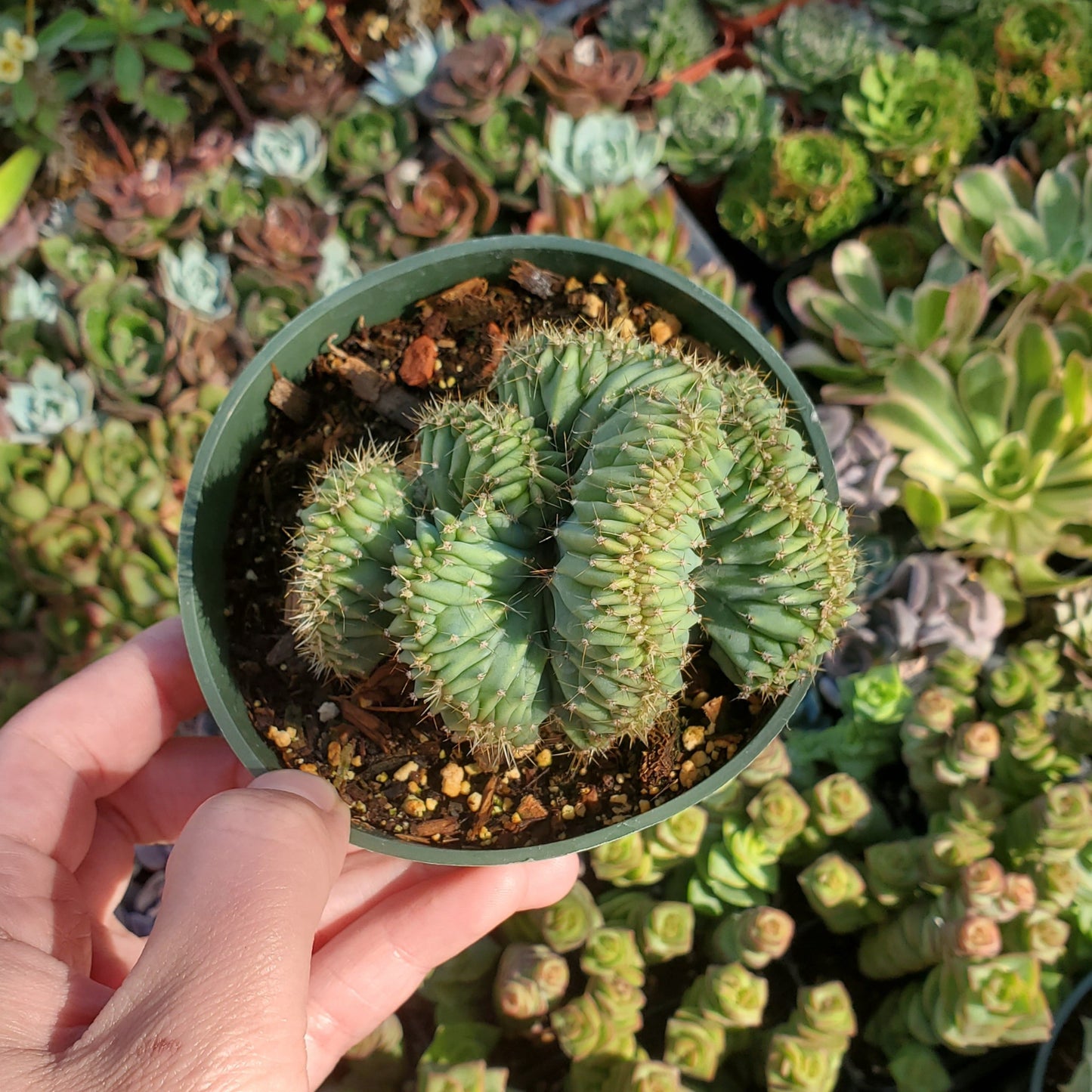 Myrtillocactus geometrizans cristata 'Crested Blue Candle Cactus'