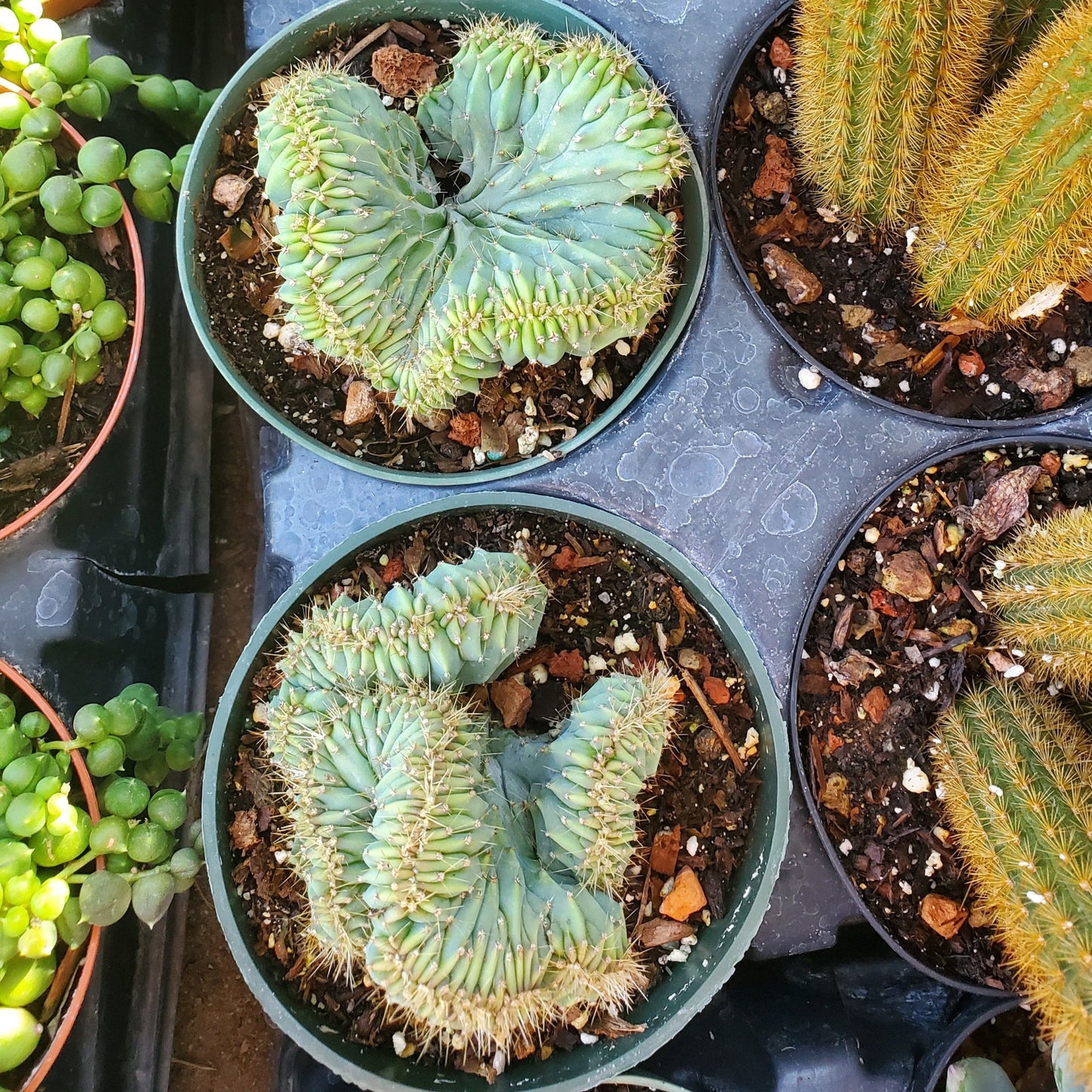 Myrtillocactus geometrizans cristata 'Crested Blue Candle Cactus'