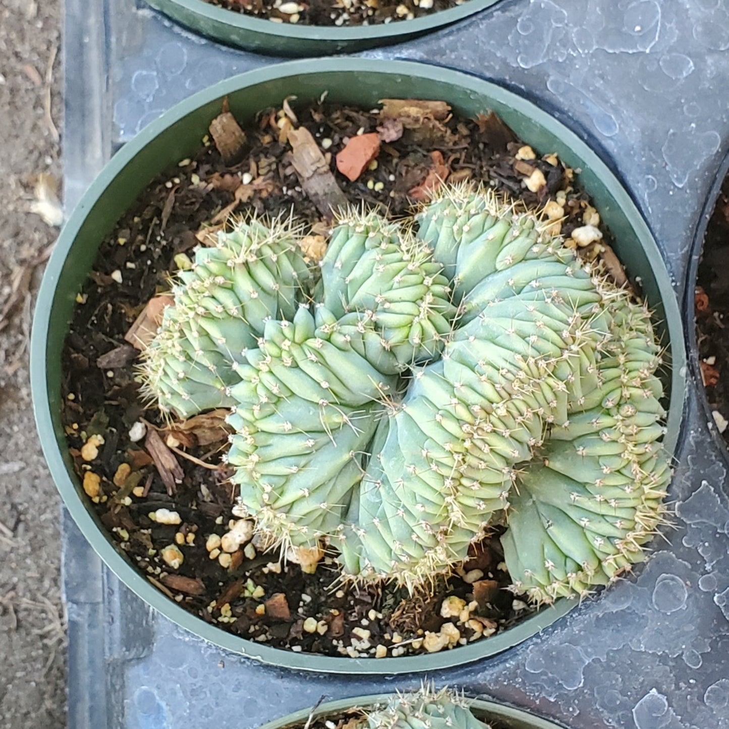 Myrtillocactus geometrizans cristata 'Crested Blue Candle Cactus'