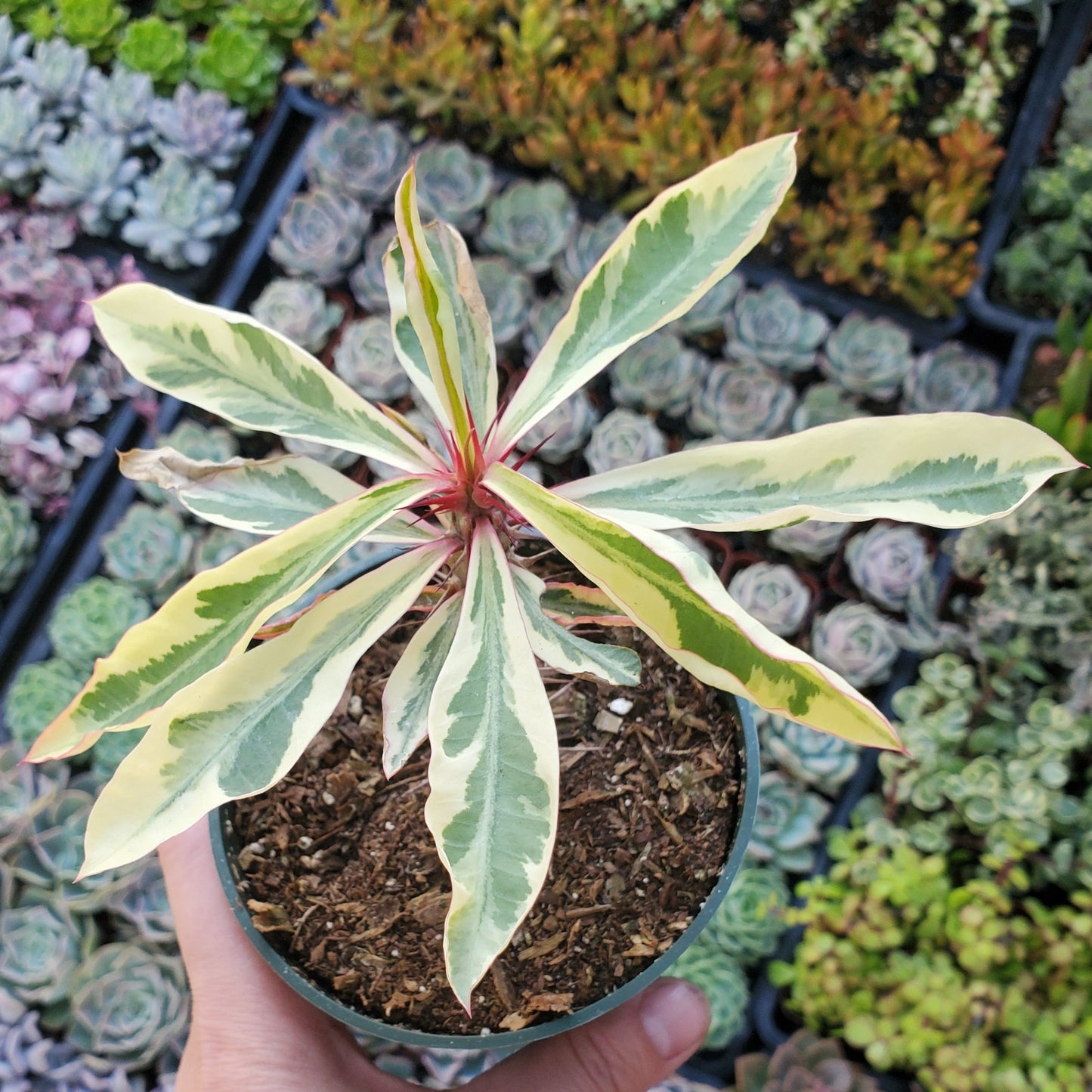 Variegated Euphorbia Milii 'Fireworks' 'Crown of Thorns'