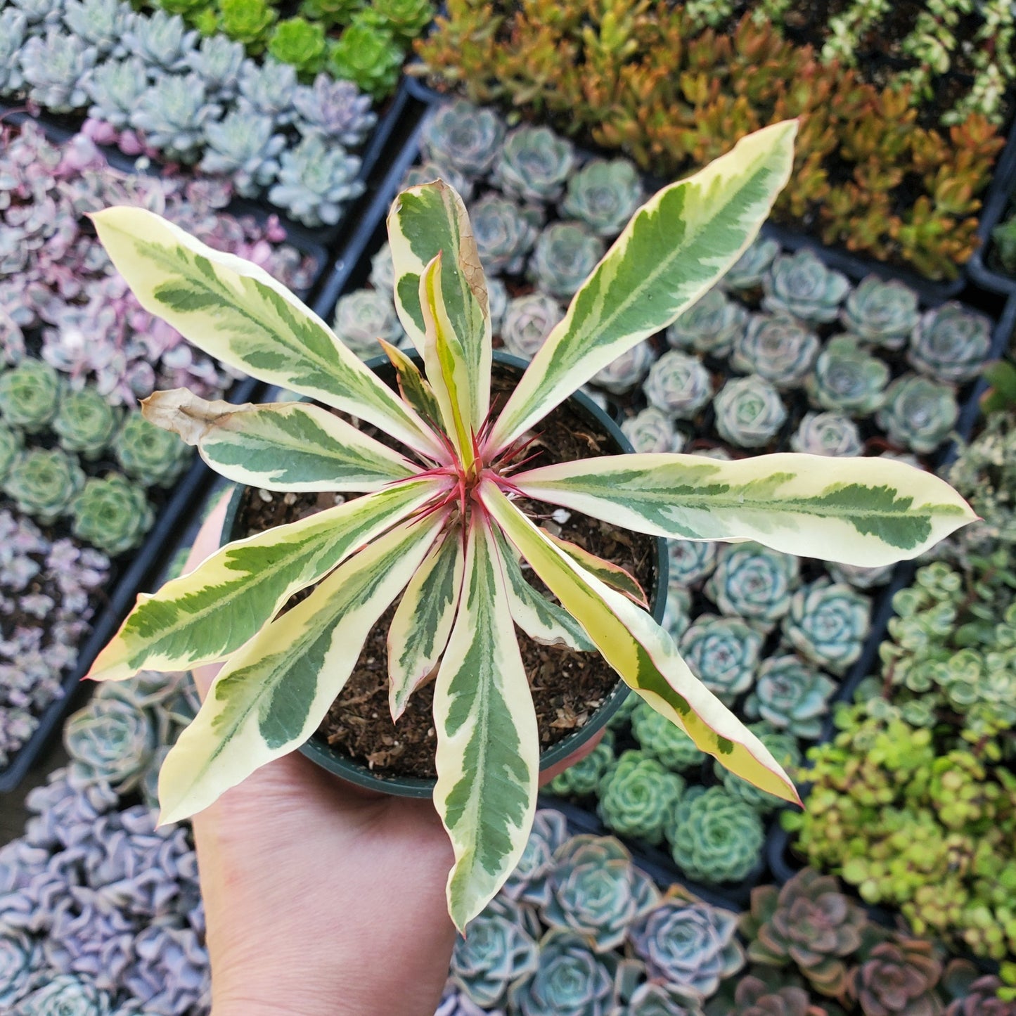 Variegated Euphorbia Milii 'Fireworks' 'Crown of Thorns'