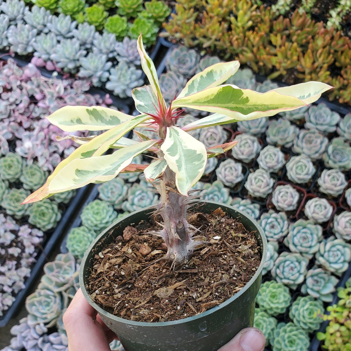 Variegated Euphorbia Milii 'Fireworks' 'Crown of Thorns'