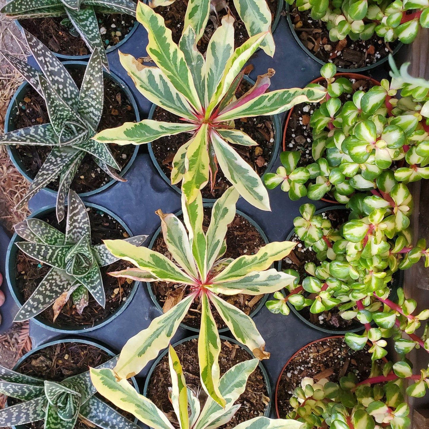 Variegated Euphorbia Milii 'Fireworks' 'Crown of Thorns'