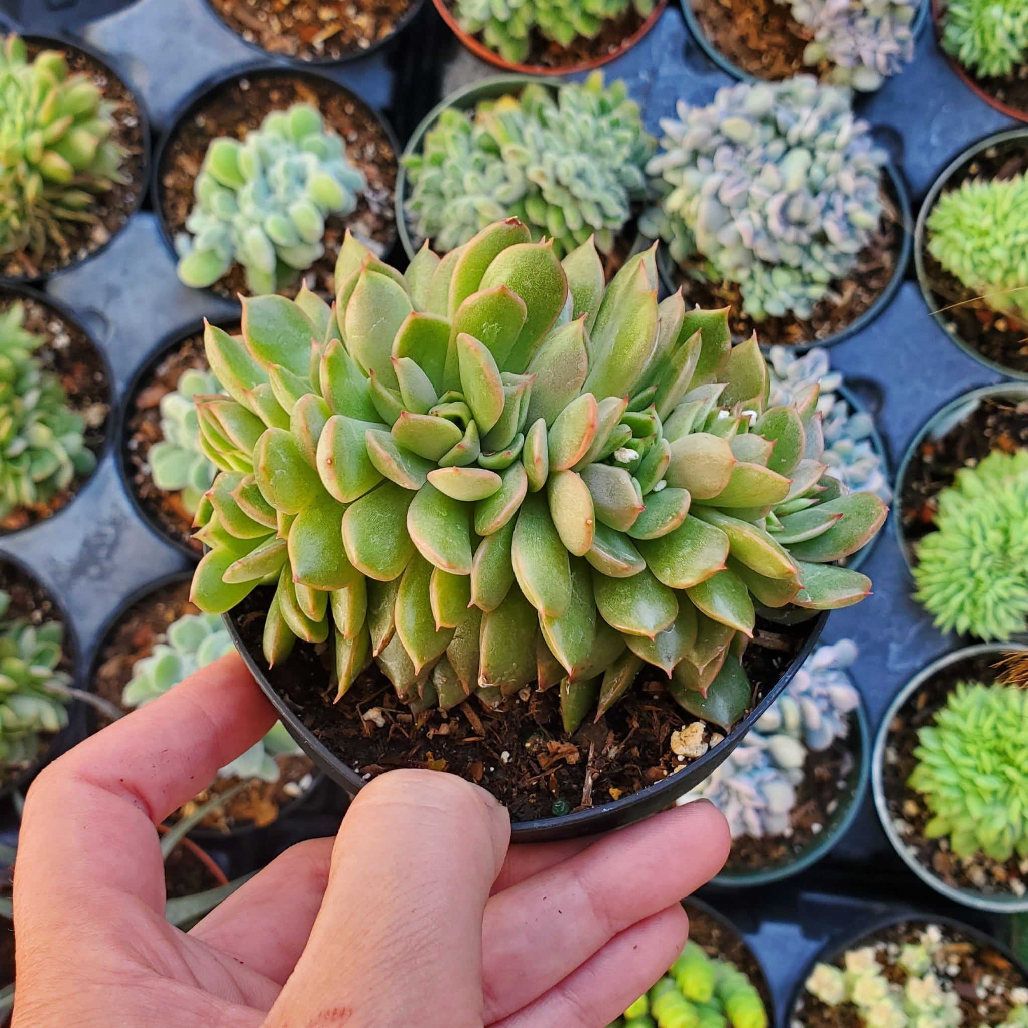 graptoveria olivia succulent Graptoveria 'Olivia' Crest