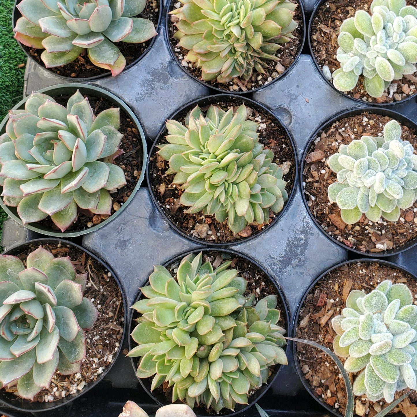 Graptoveria 'Olivia' Crest