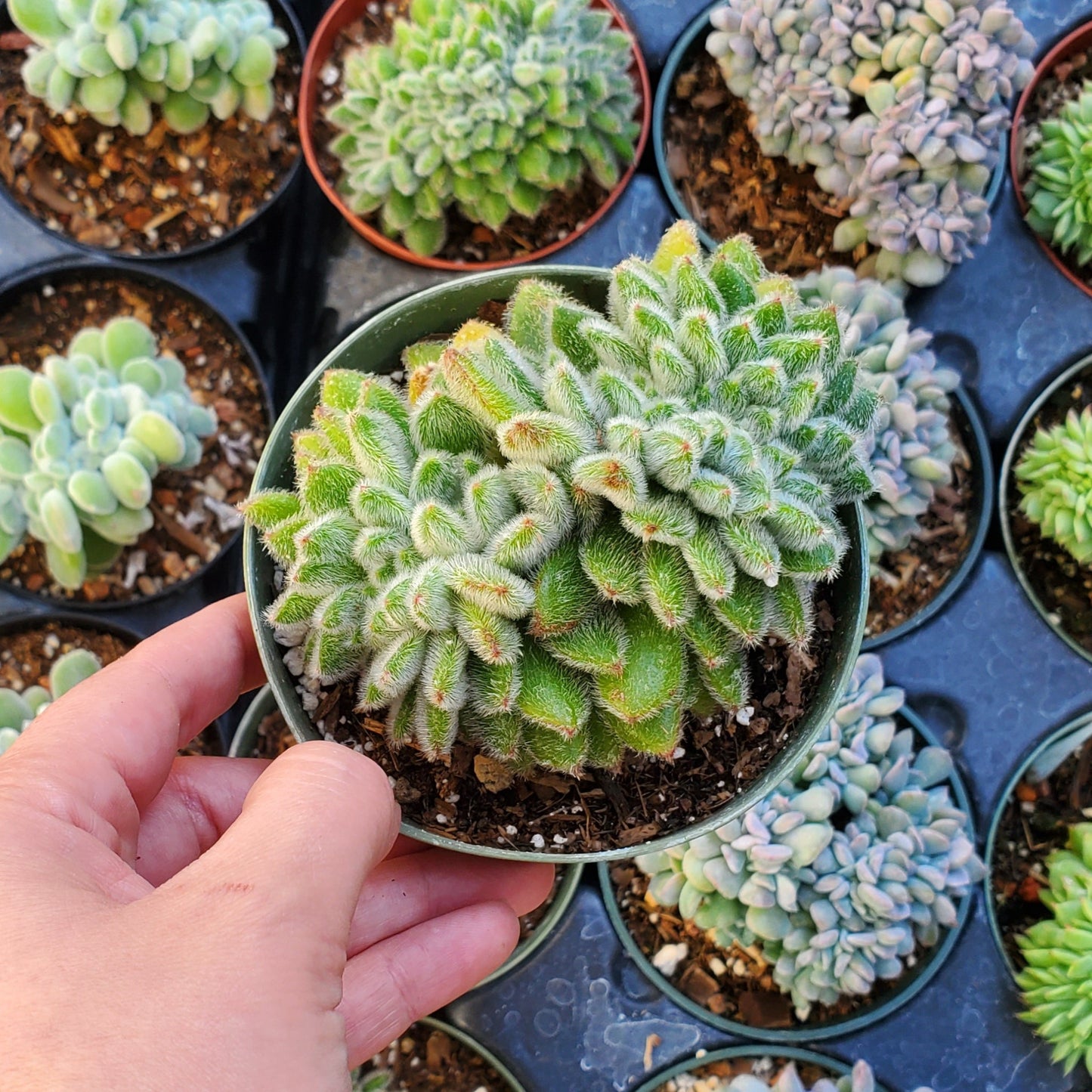 Echeveria setosa ciliata 'Woolly Rose' Crest