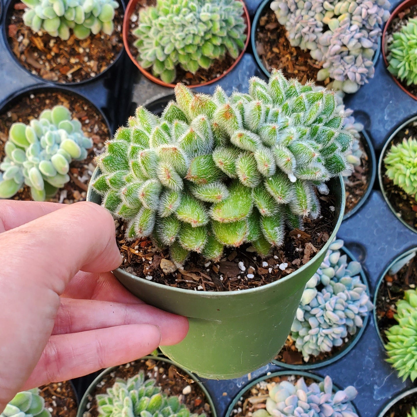 Echeveria setosa ciliata 'Woolly Rose' Crest