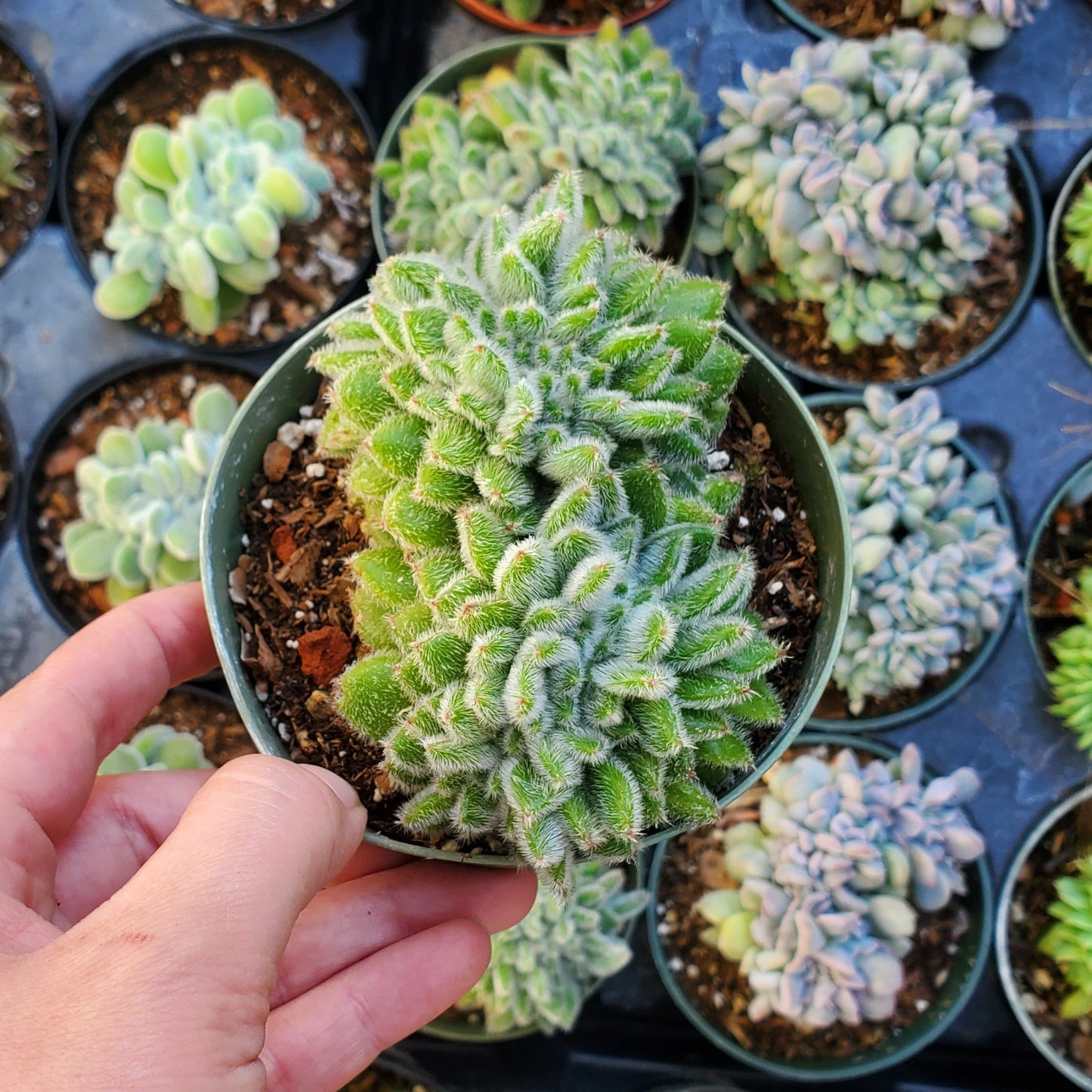 Echeveria setosa ciliata 'Woolly Rose' Crest