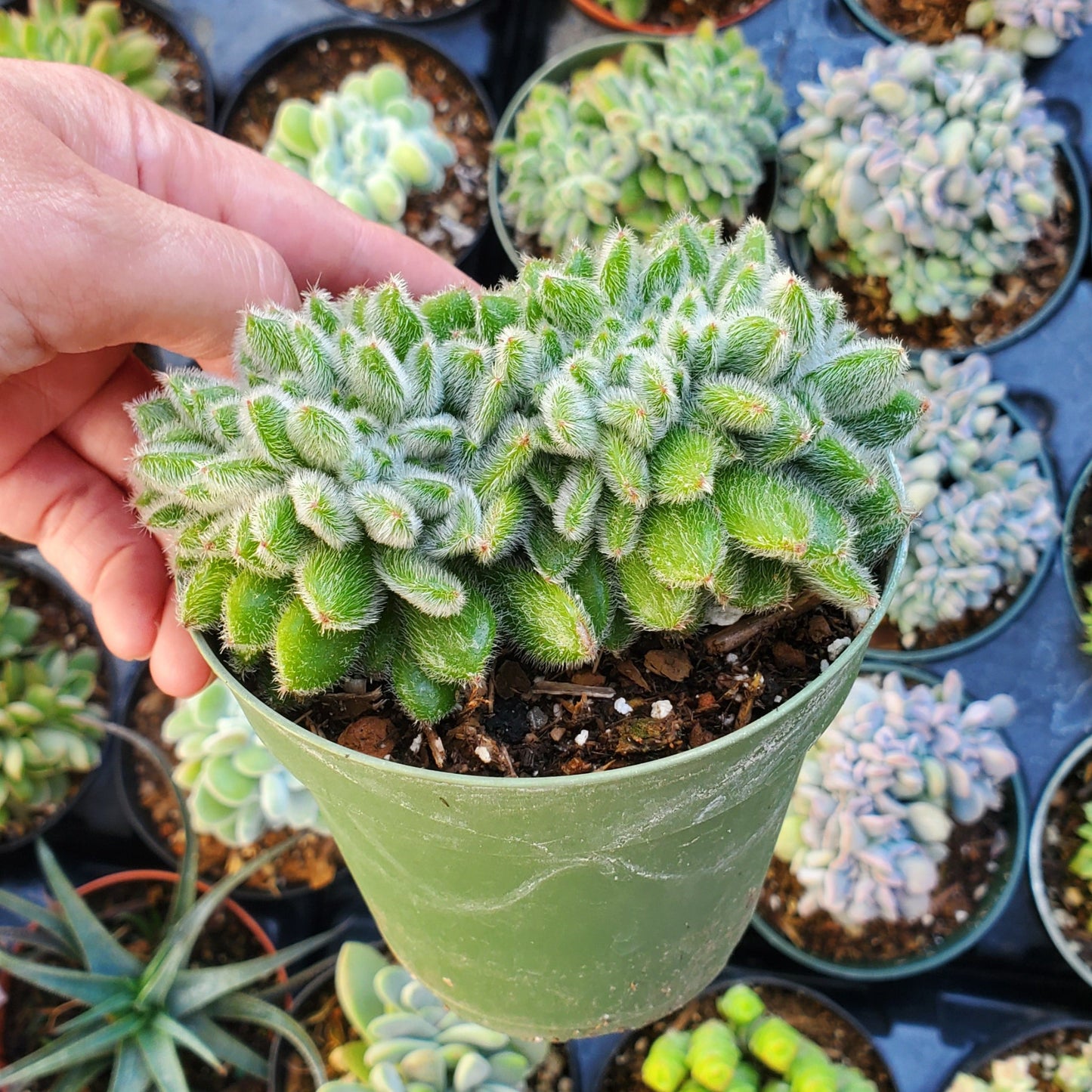 Echeveria setosa ciliata 'Woolly Rose' Crest