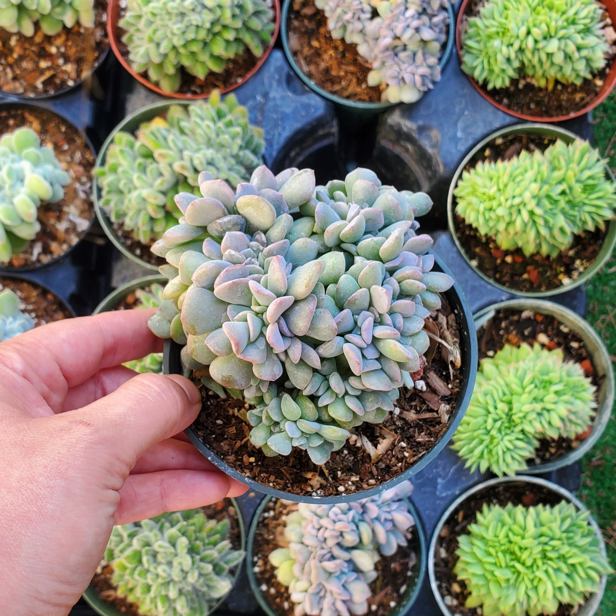 crested frosty succulent Echeveria 'Cubic Frost' PP27527 Crest