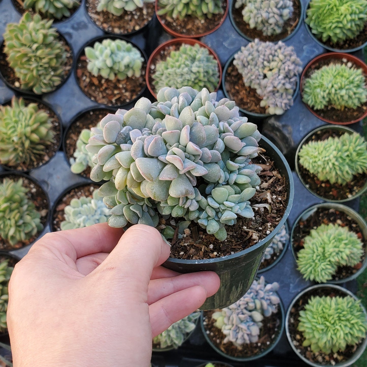 Echeveria 'Cubic Frost' PP27527 Crest