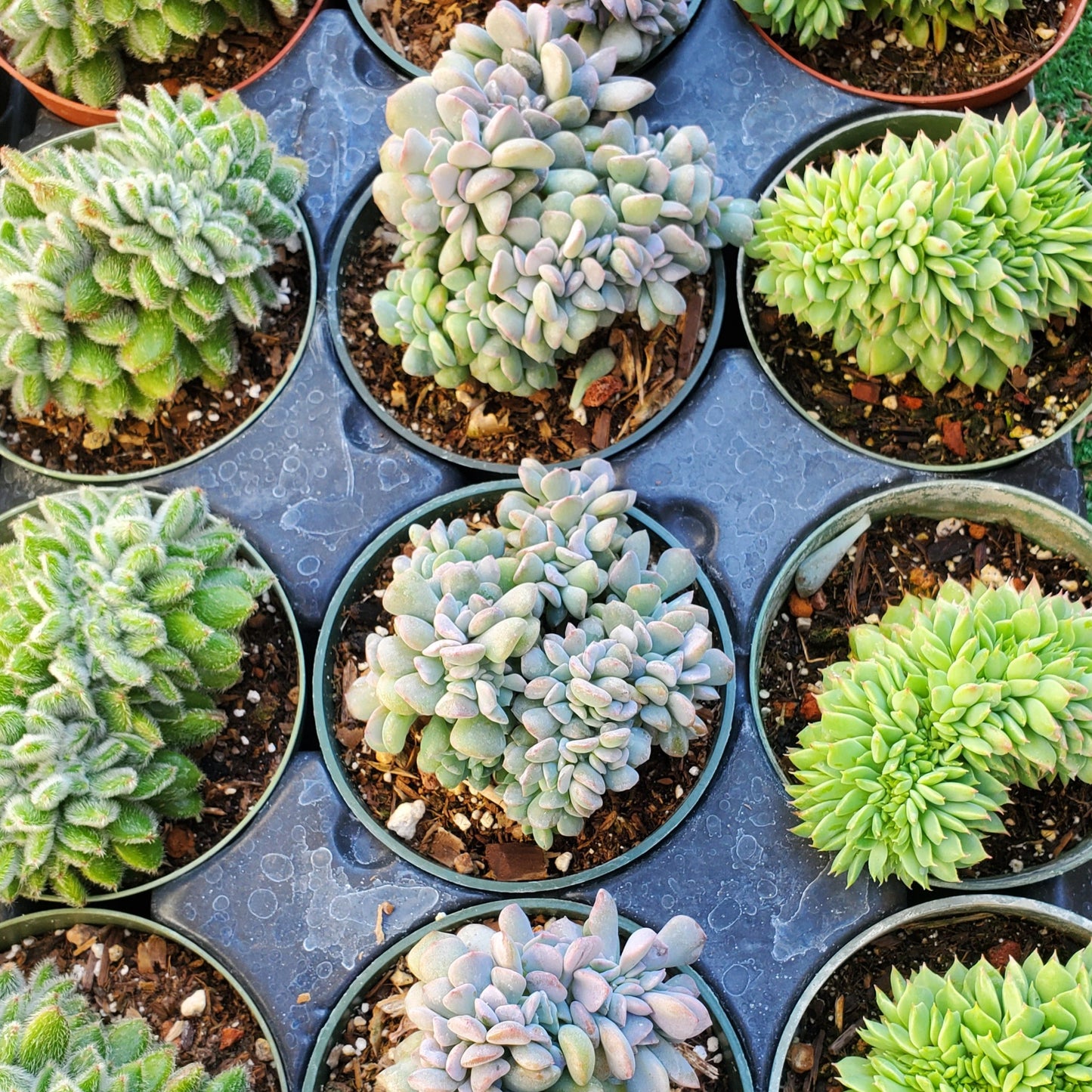 Echeveria 'Cubic Frost' PP27527 Crest