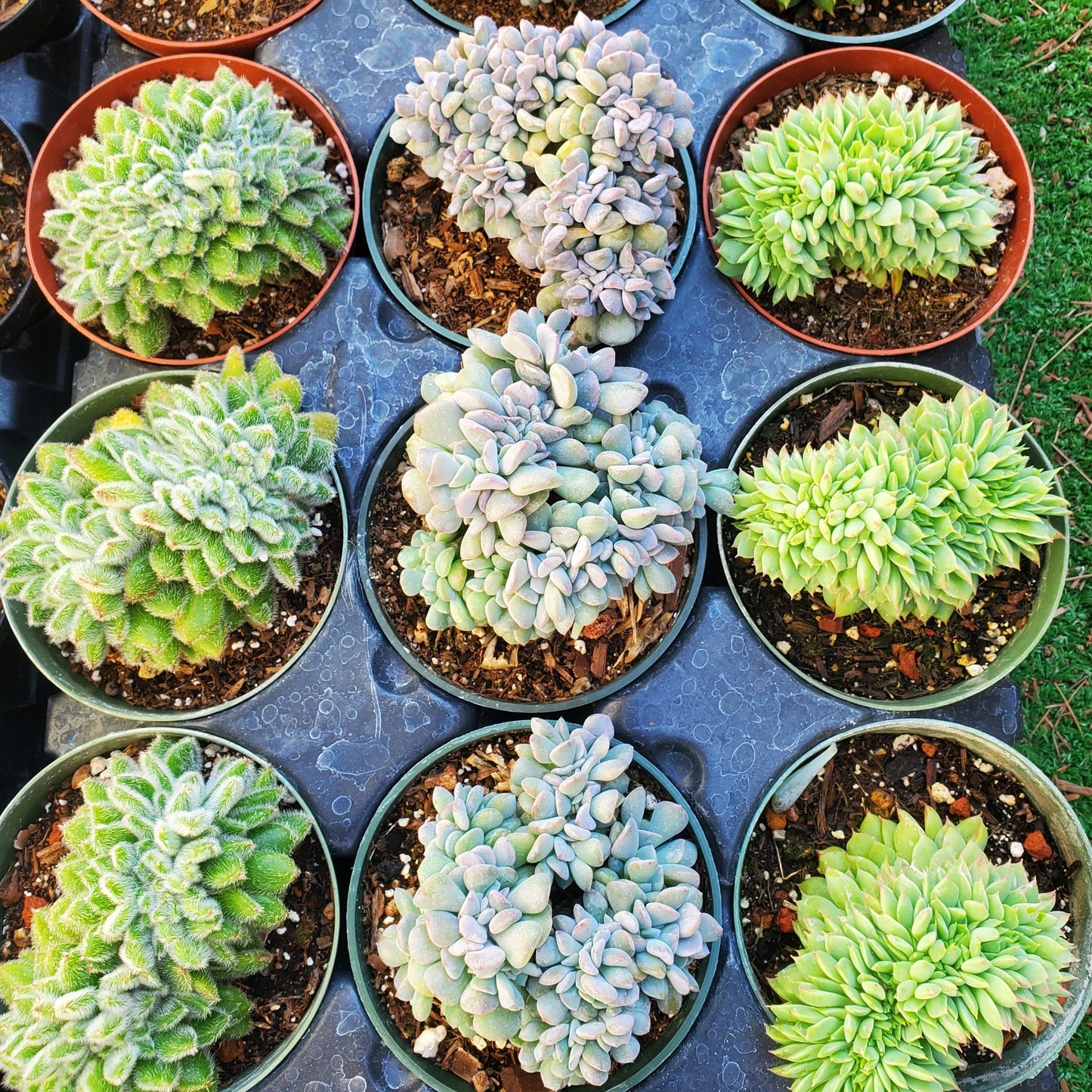 Echeveria 'Cubic Frost' PP27527 Crest