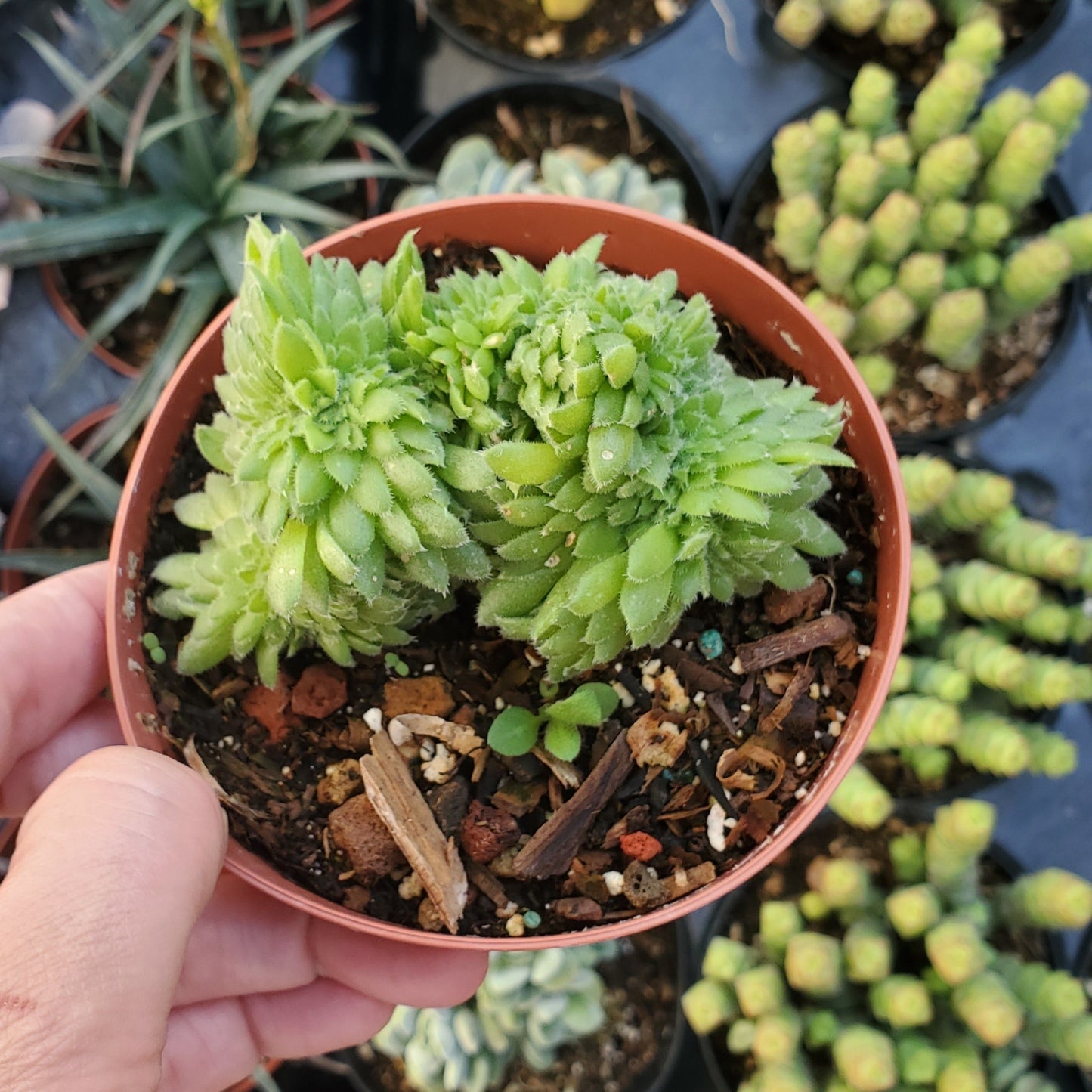 Aeonium tabuliforme Crest