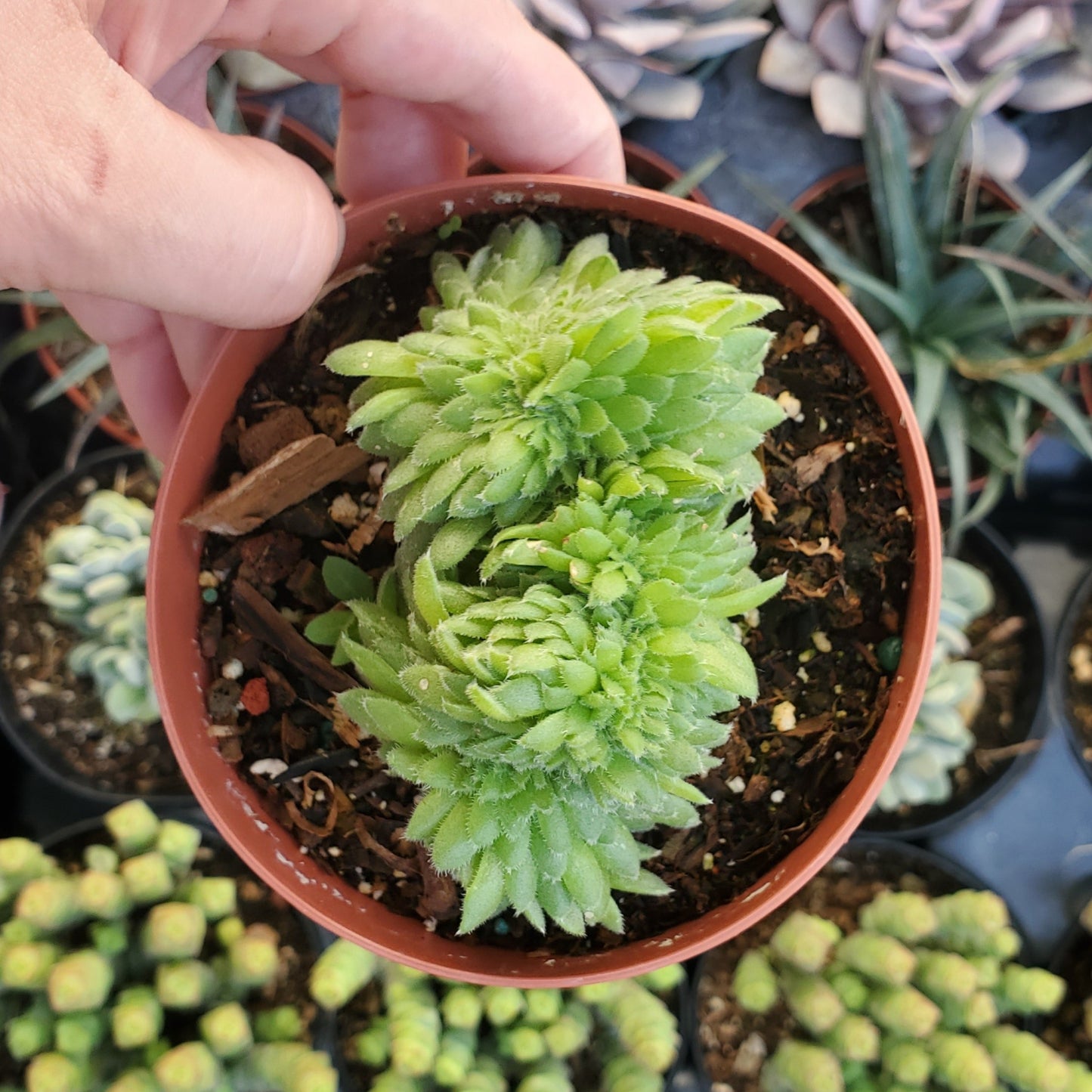 Aeonium tabuliforme Crest