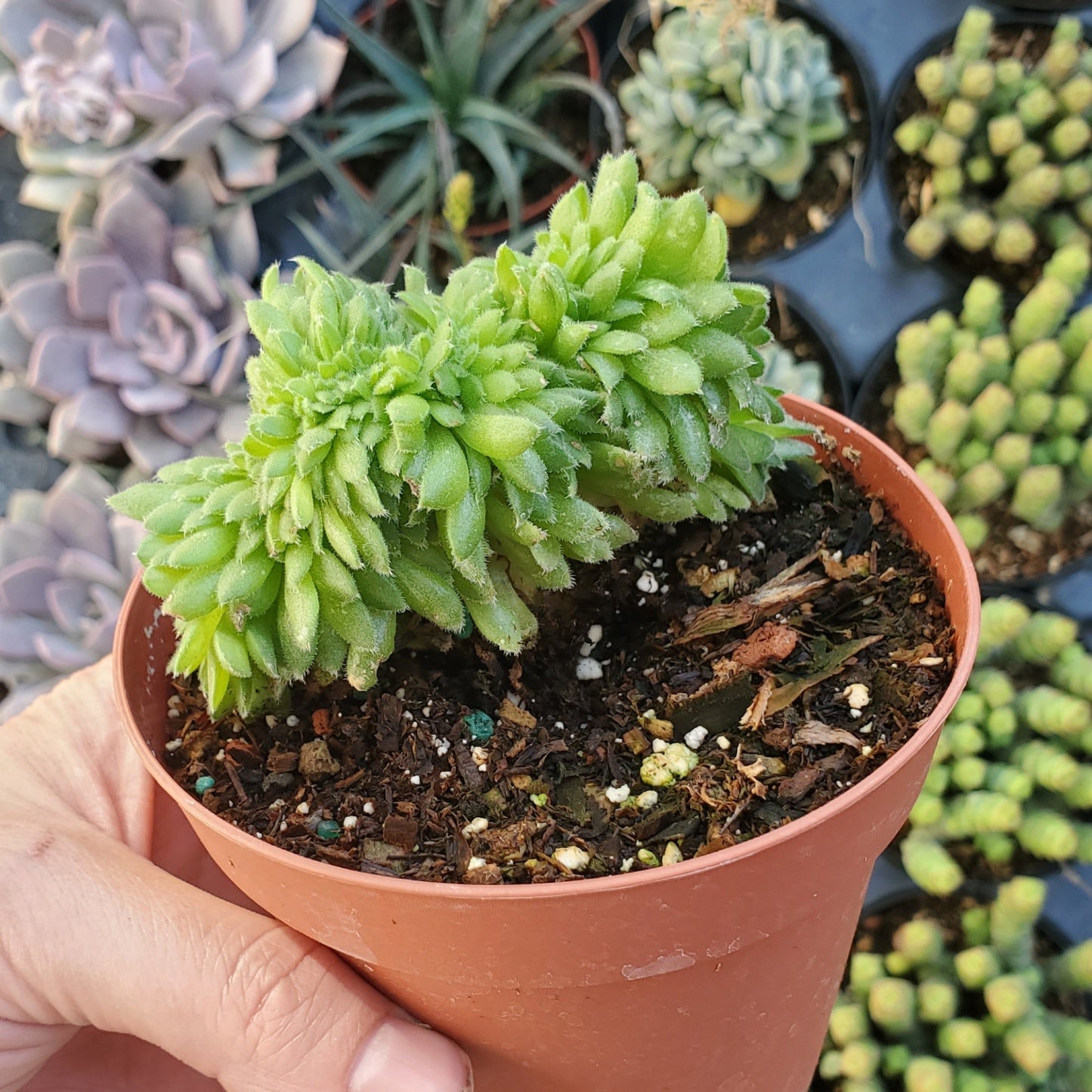 Aeonium tabuliforme Crest