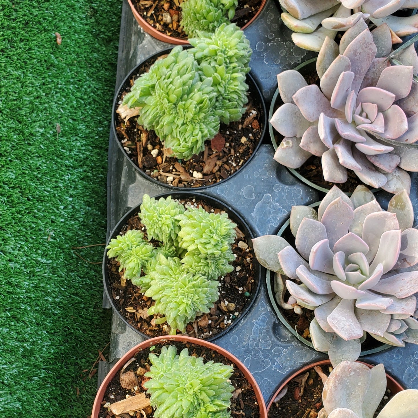 Aeonium tabuliforme Crest