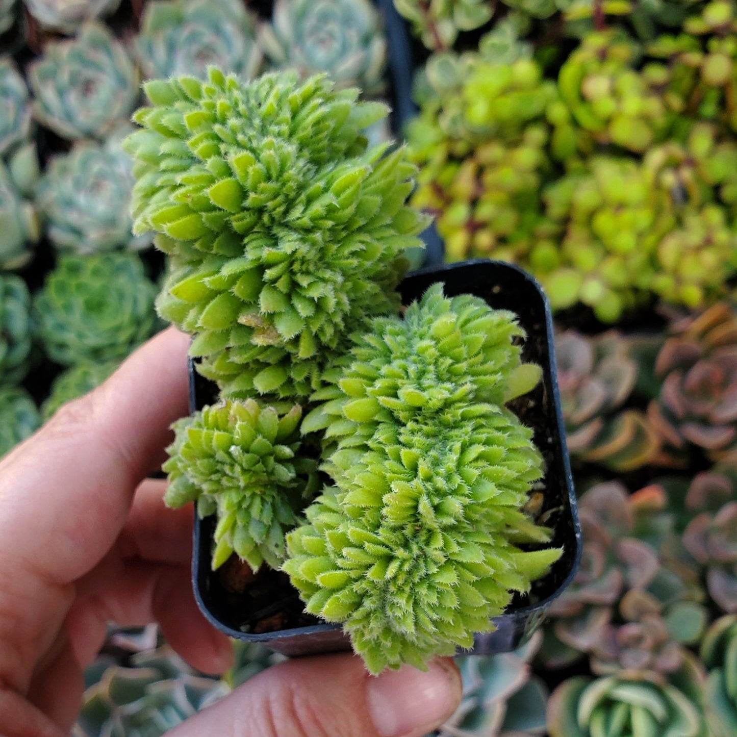 Aeonium tabuliforme Crest