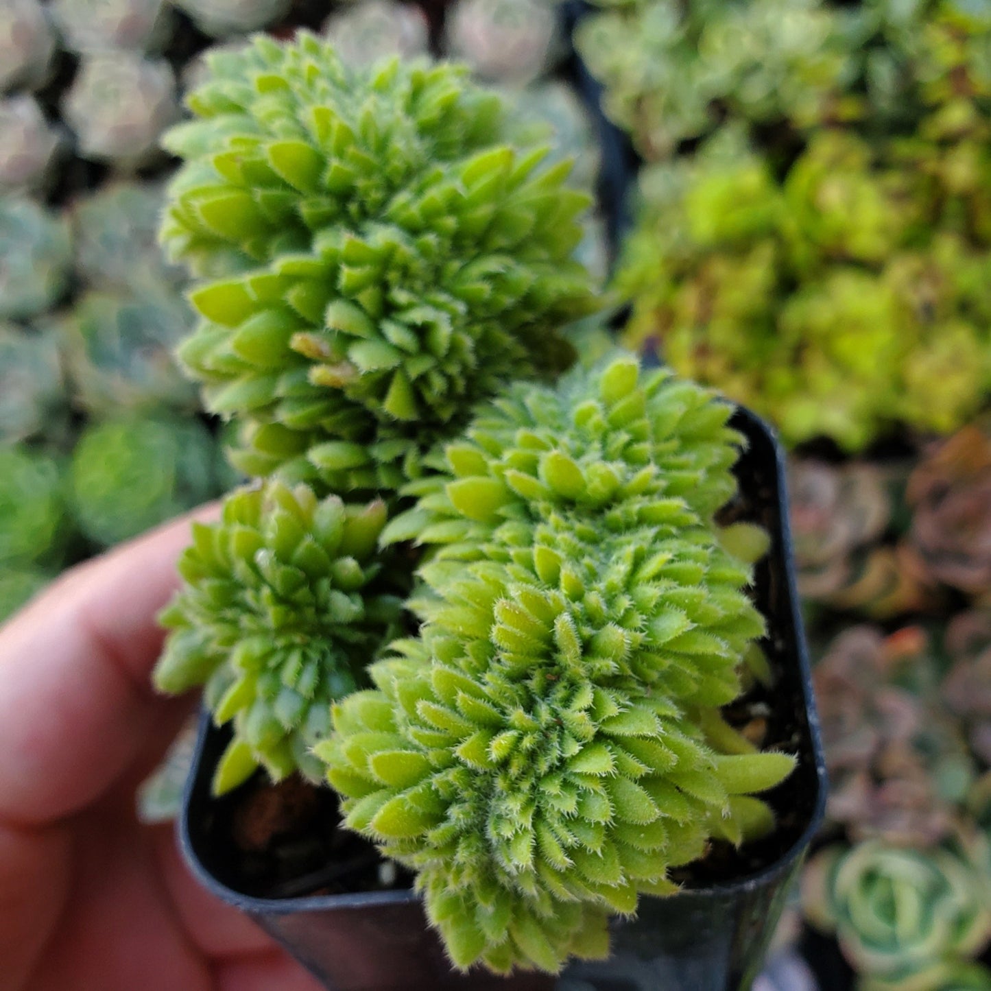 Aeonium tabuliforme Crest