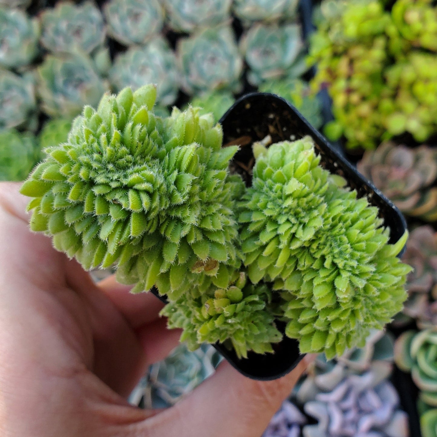 Aeonium tabuliforme Crest