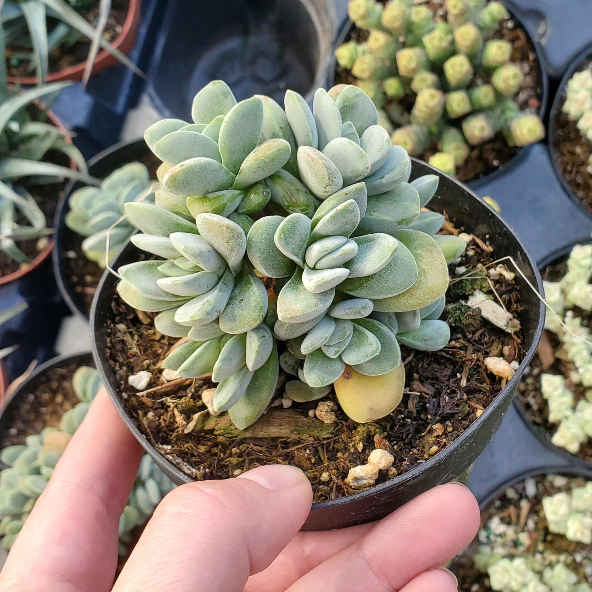 crest succulent Crassula 'Springtime' Crest