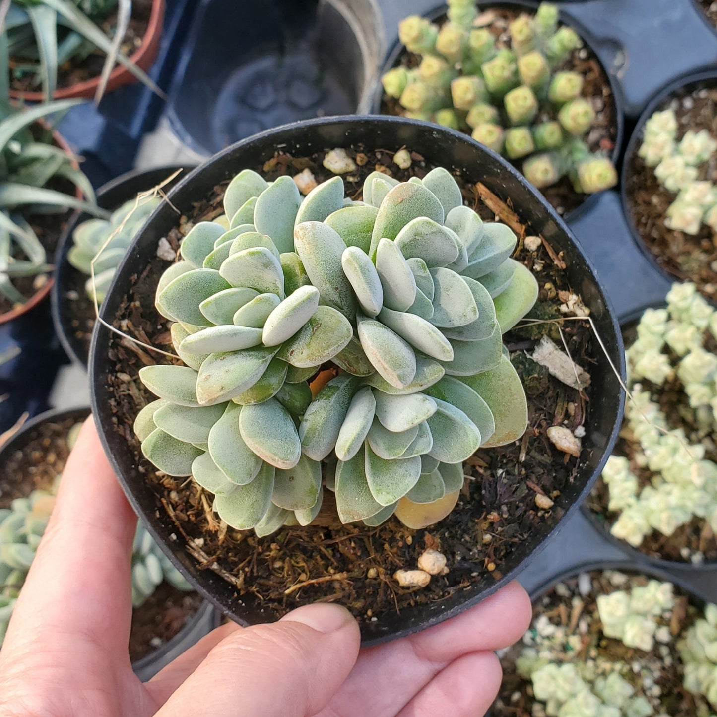 Crassula 'Springtime' Crest