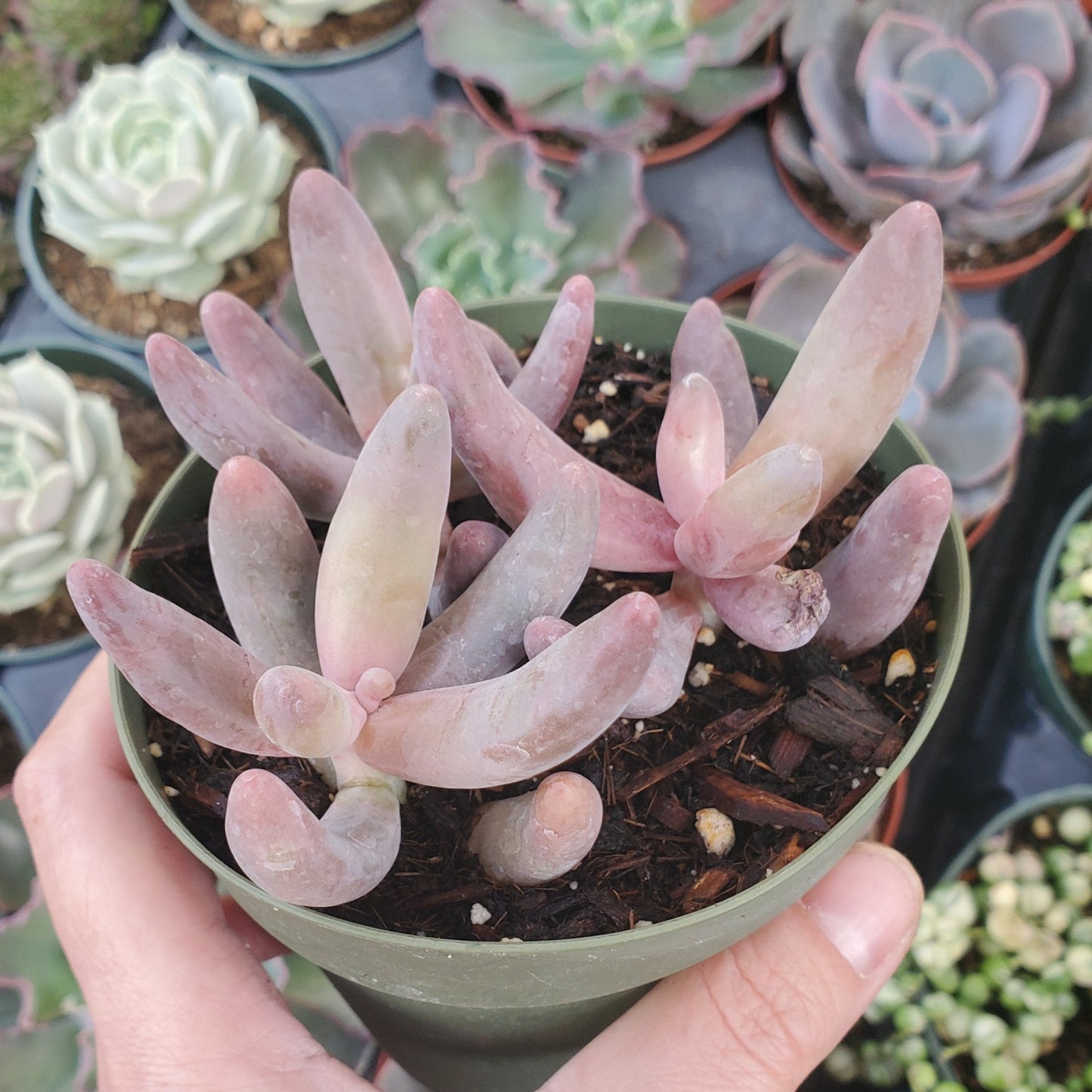 Pachysedum 'Ganzhou'