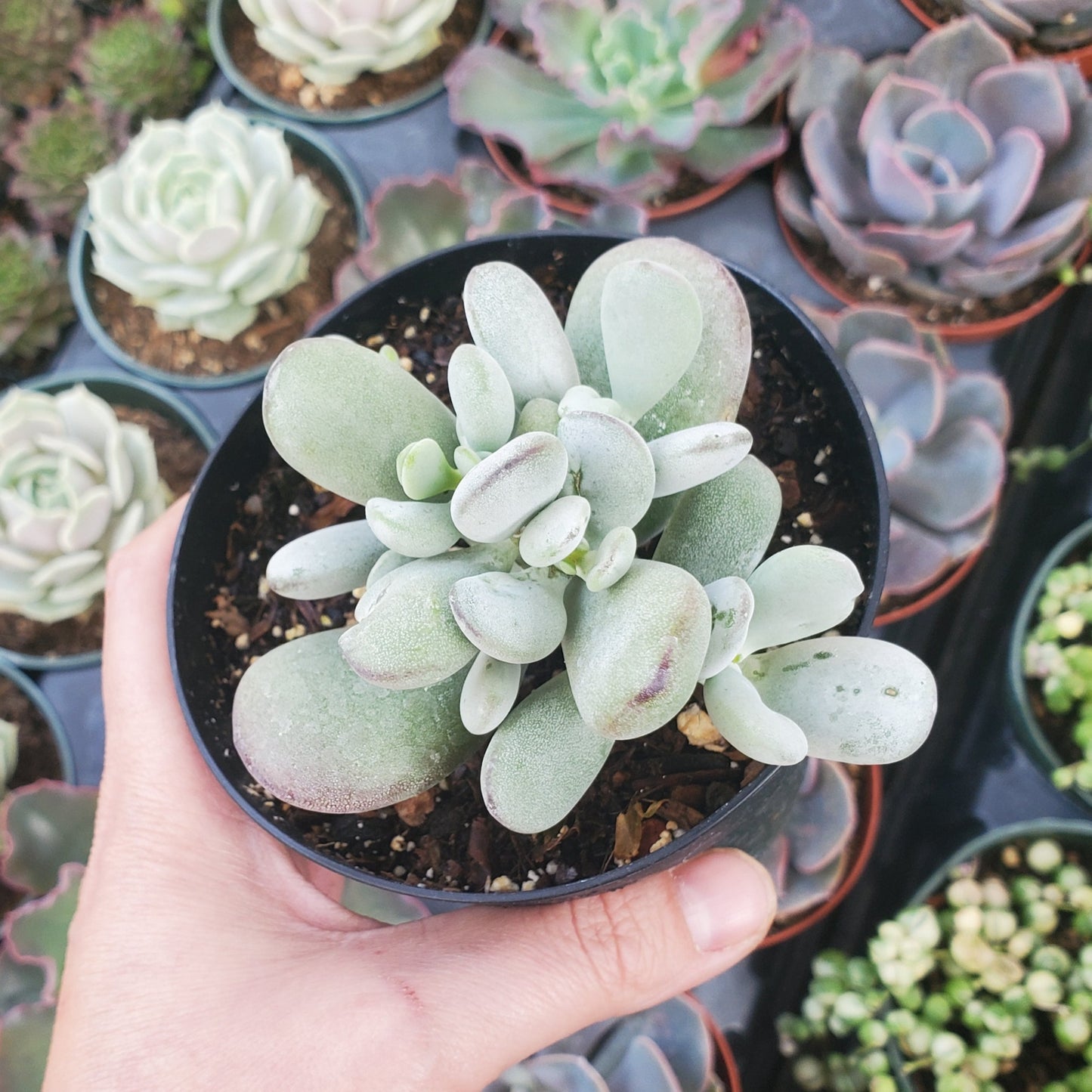 Cotyledon Orbiculata cv