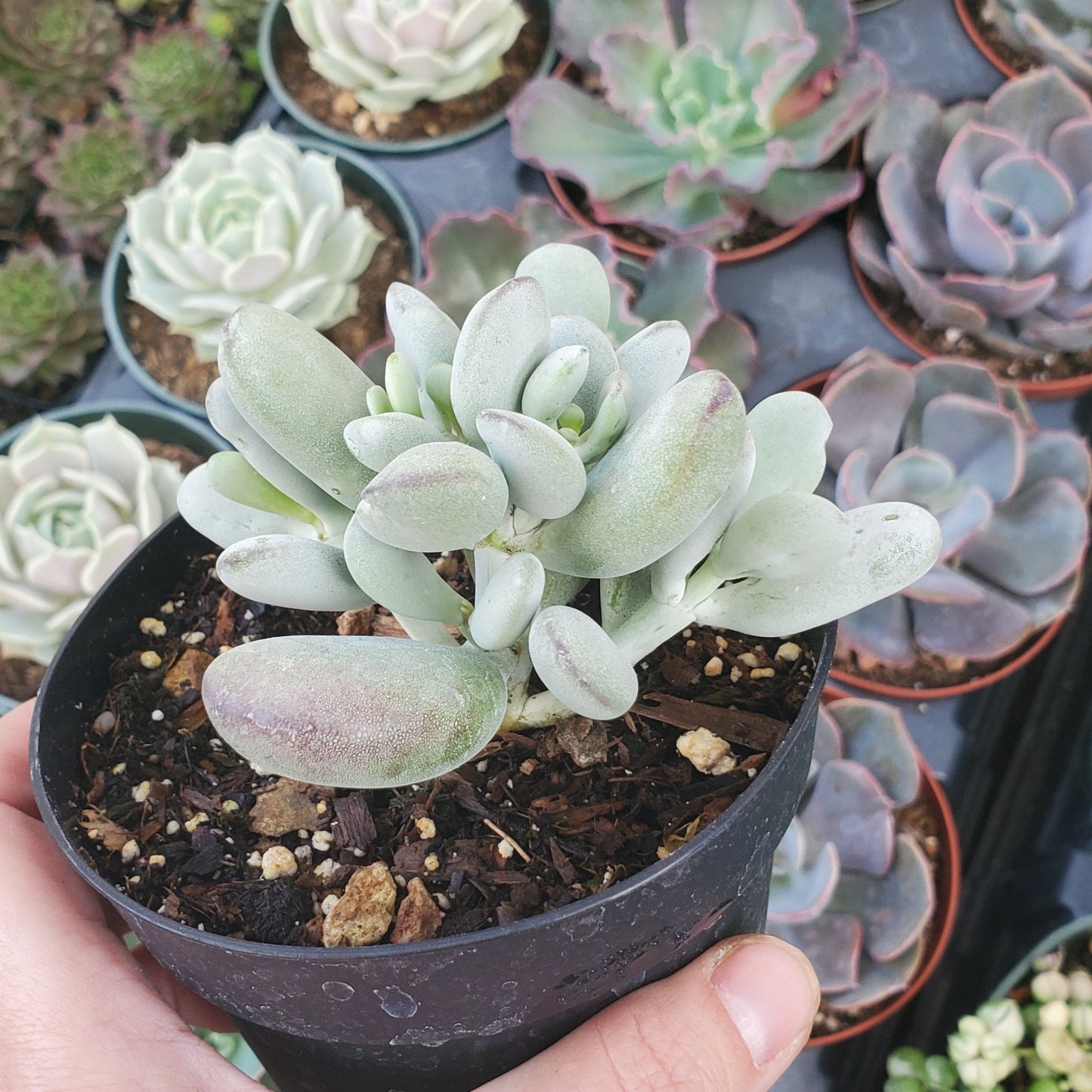 Cotyledon Orbiculata cv