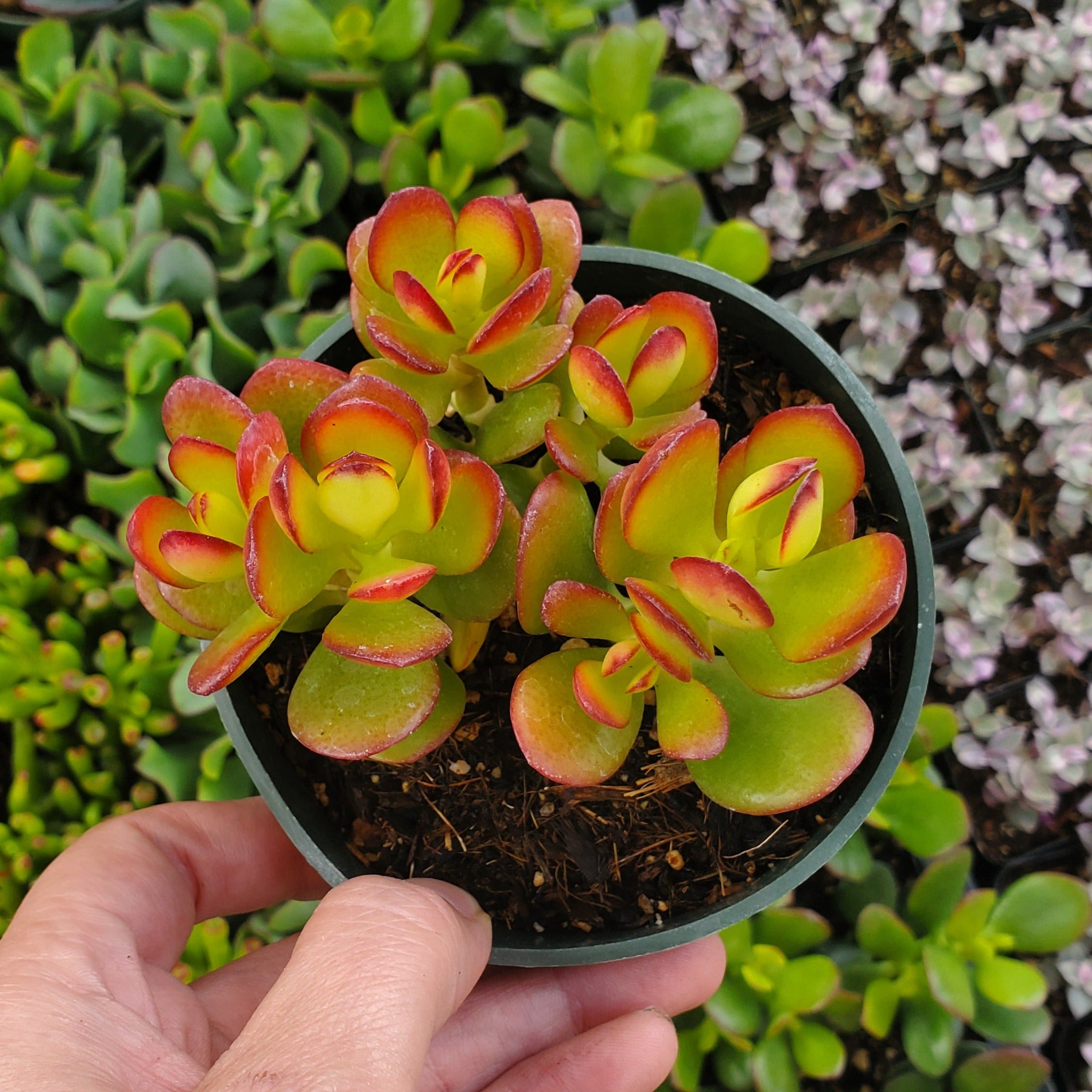 ovata succulents Crassula ovata 'Crsoby's Compact'