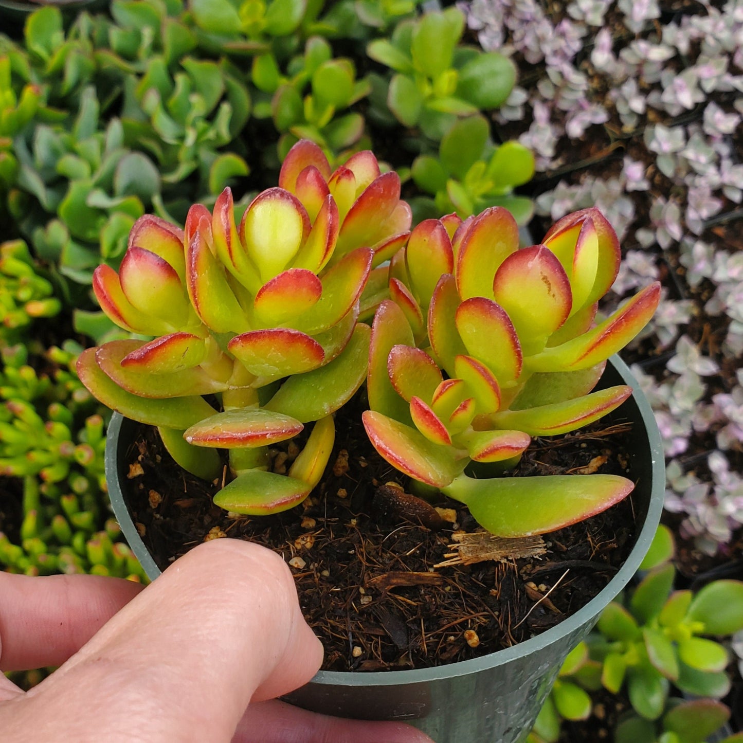Crassula ovata 'Crsoby's Compact'