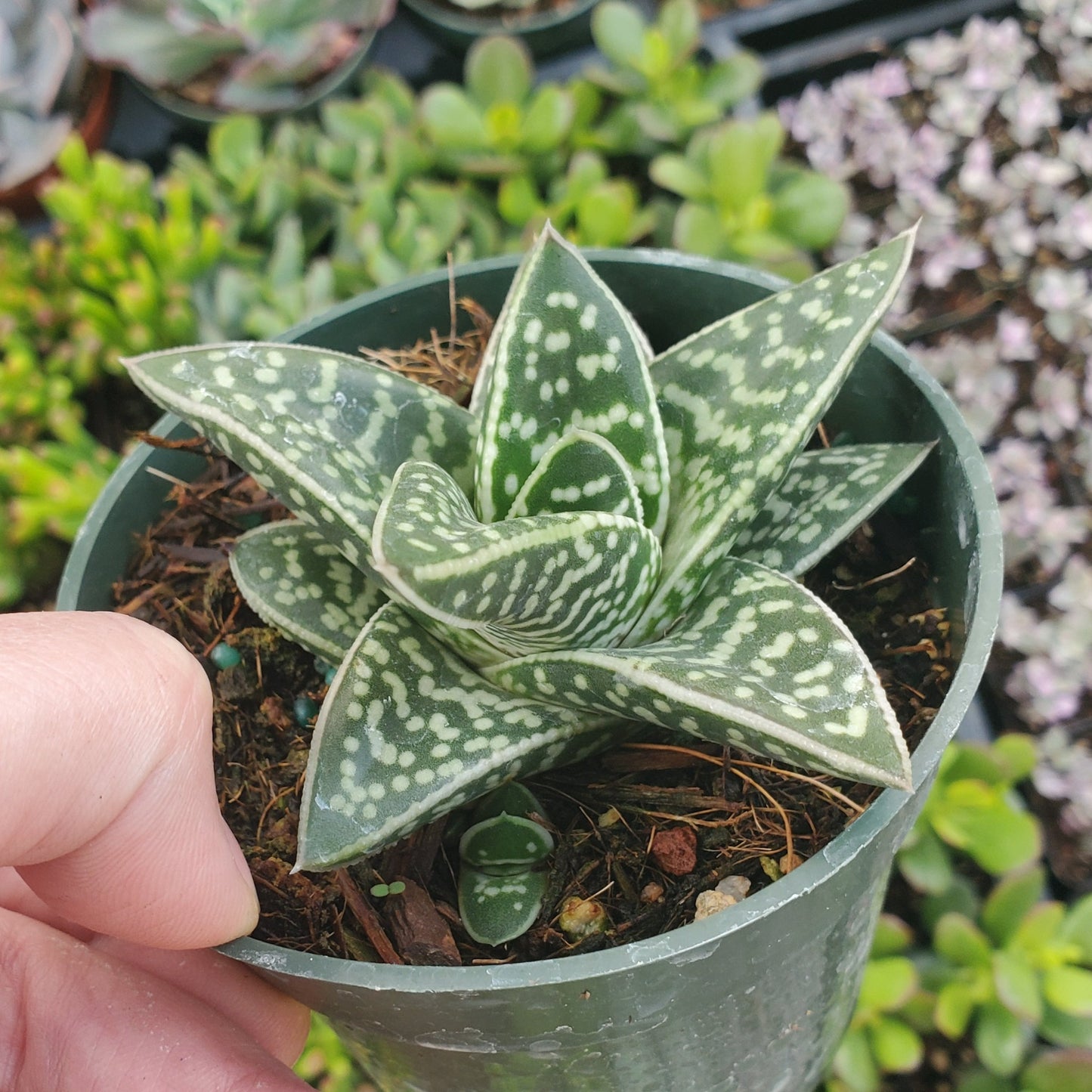 Gasteraloe Limpopo