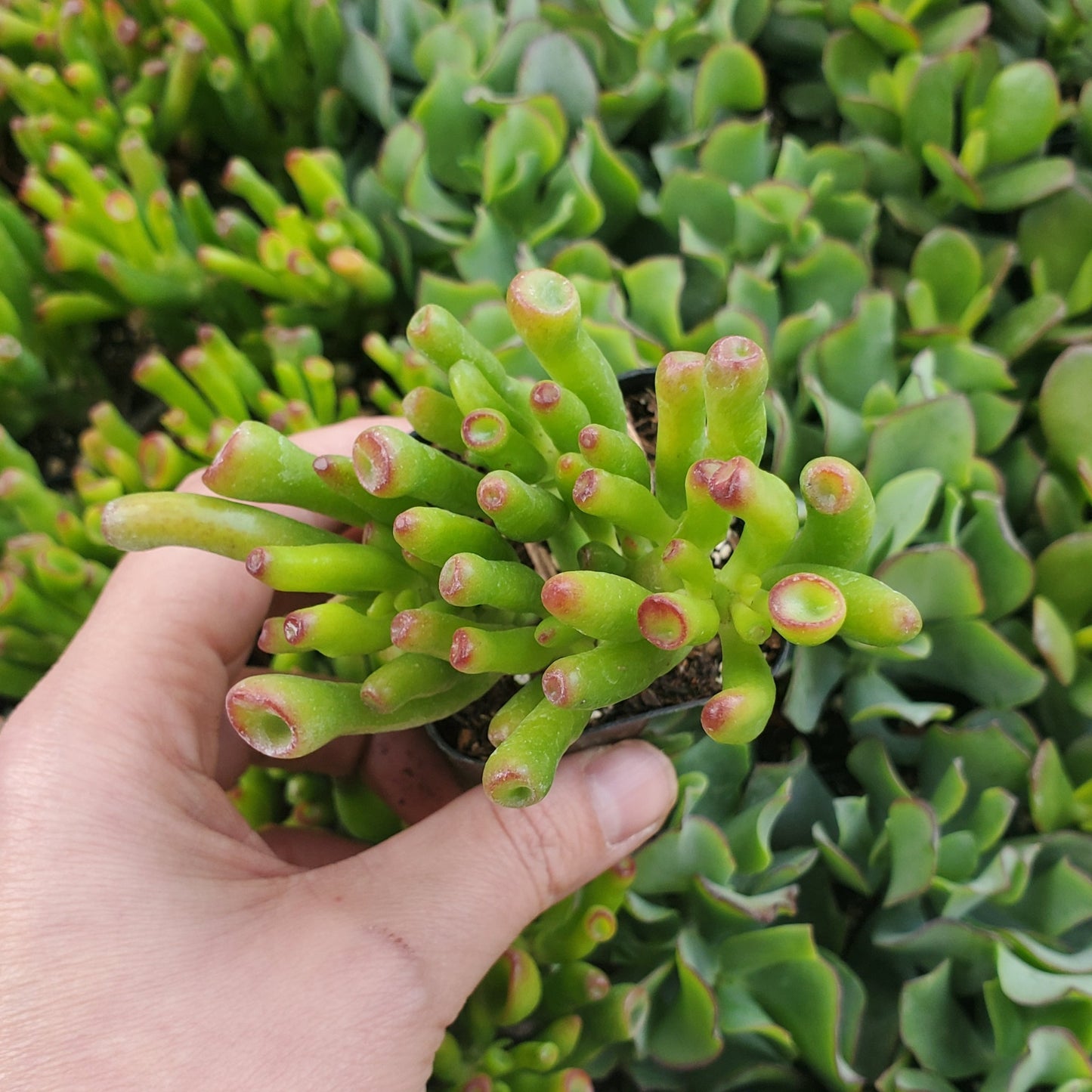Crassula ovata 'Gollum Jade'