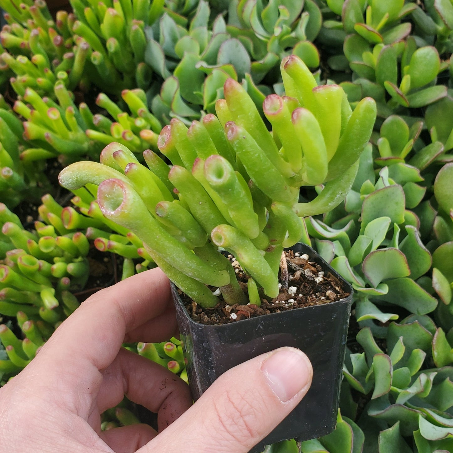 Crassula ovata 'Gollum Jade'