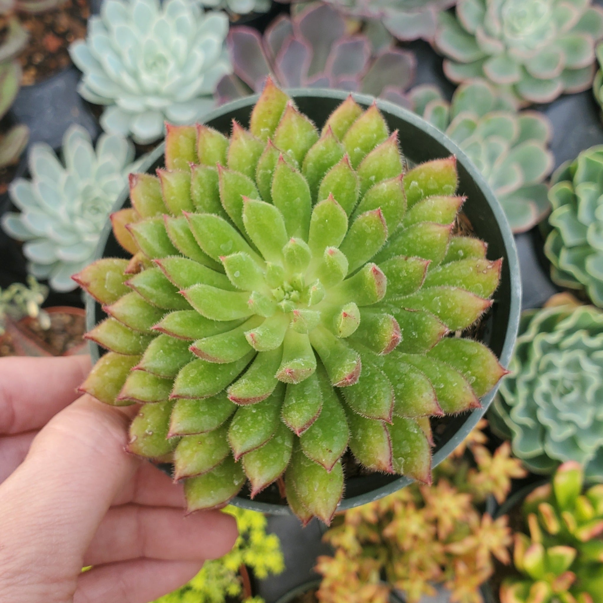 setosa succulent Echeveria Setosa 'Arrow'