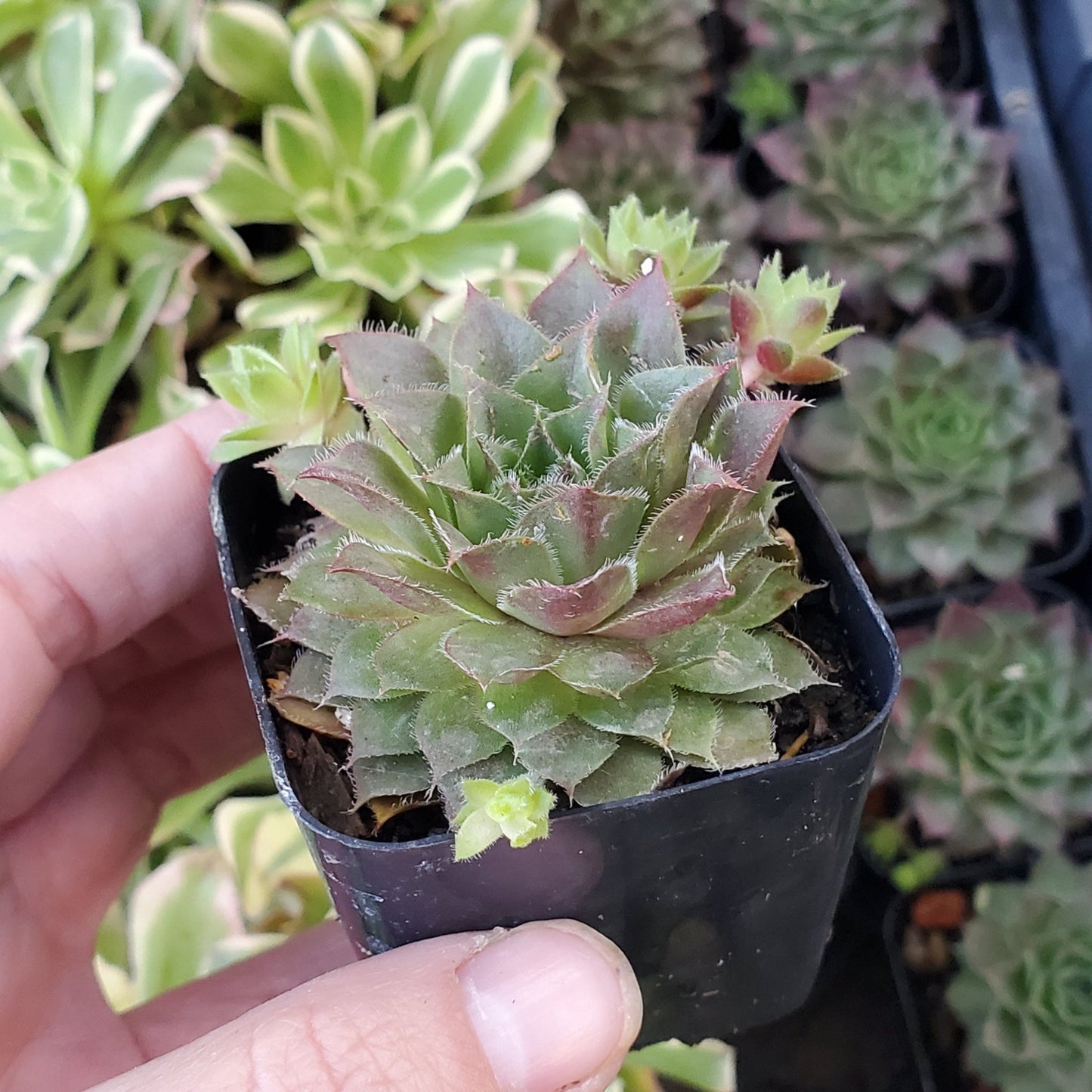 Sempervivum Sp.