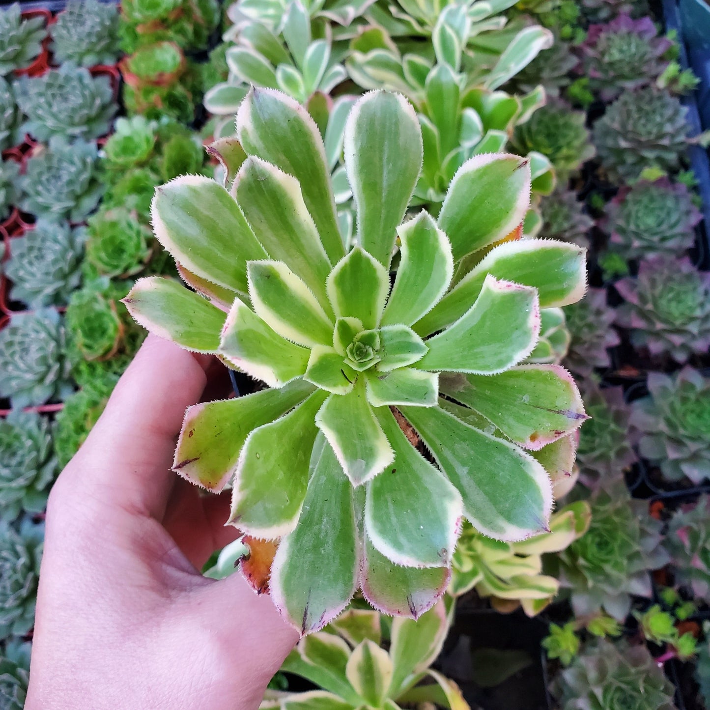Aeonium 'Starburst'