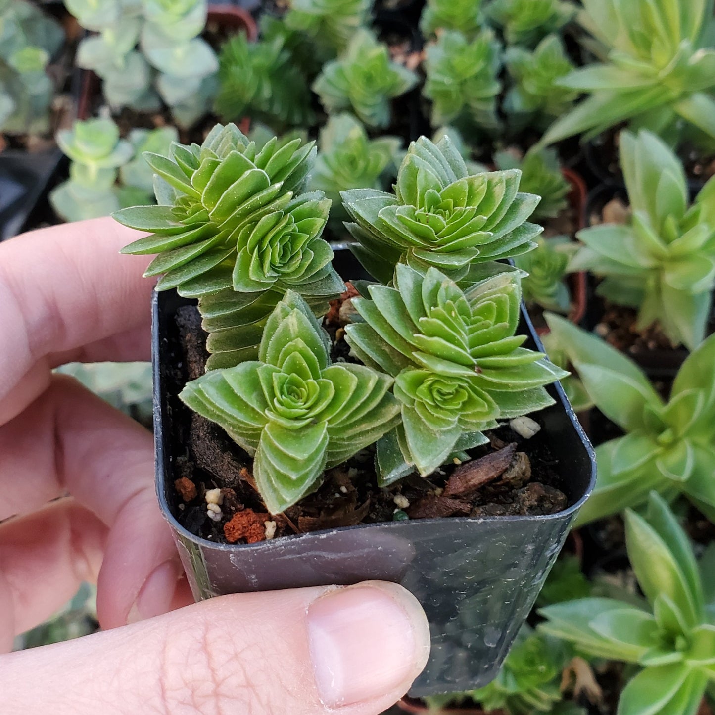 Crassula 'Spiralis' or 'Estagnol'